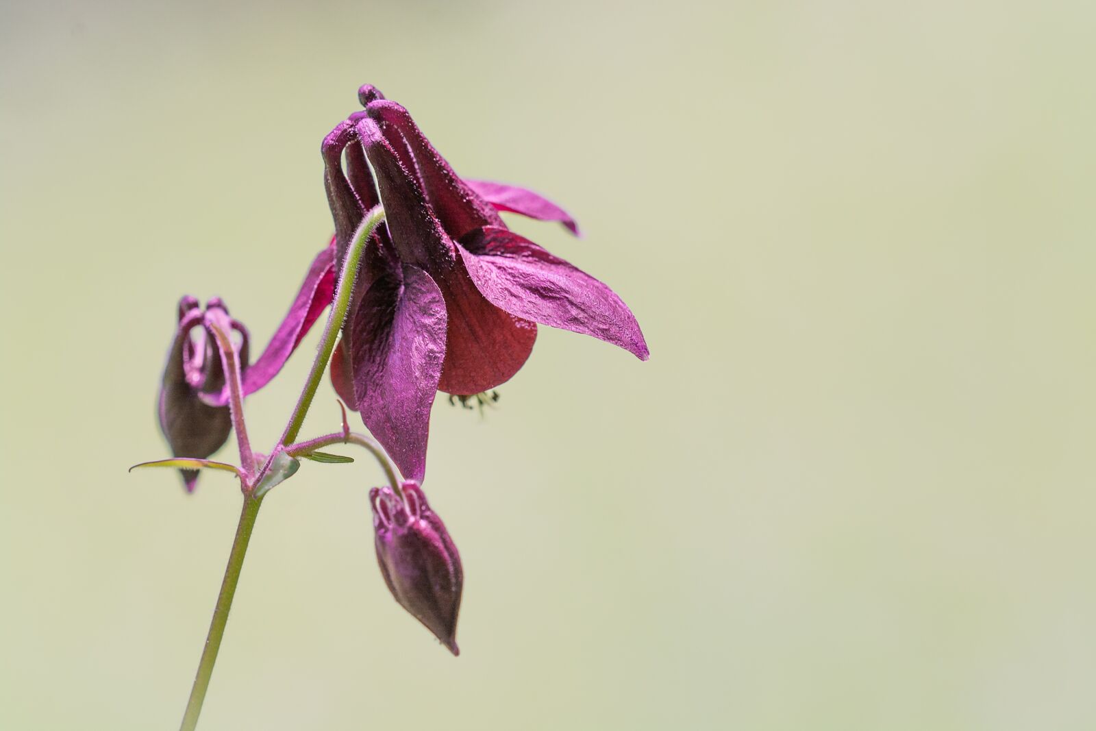Nikon D7100 sample photo. Columbine, pink, pink columbine photography