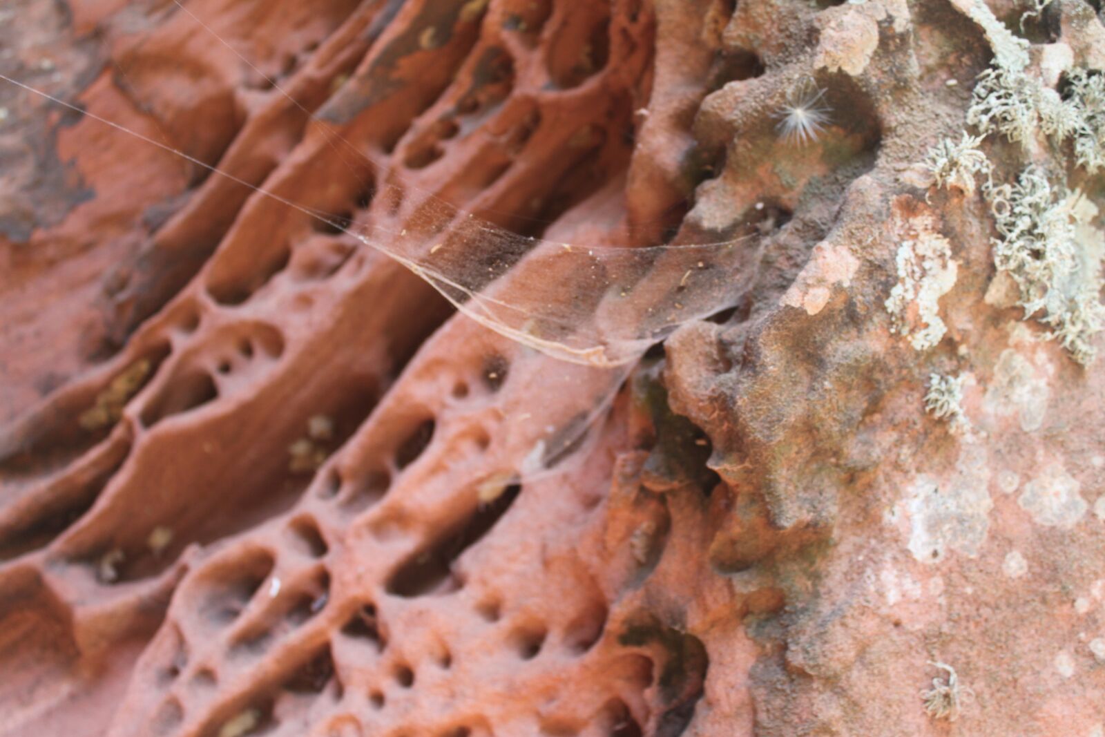 Canon EOS 500D (EOS Rebel T1i / EOS Kiss X3) sample photo. Alveolar erosion, sediments, sandstone photography
