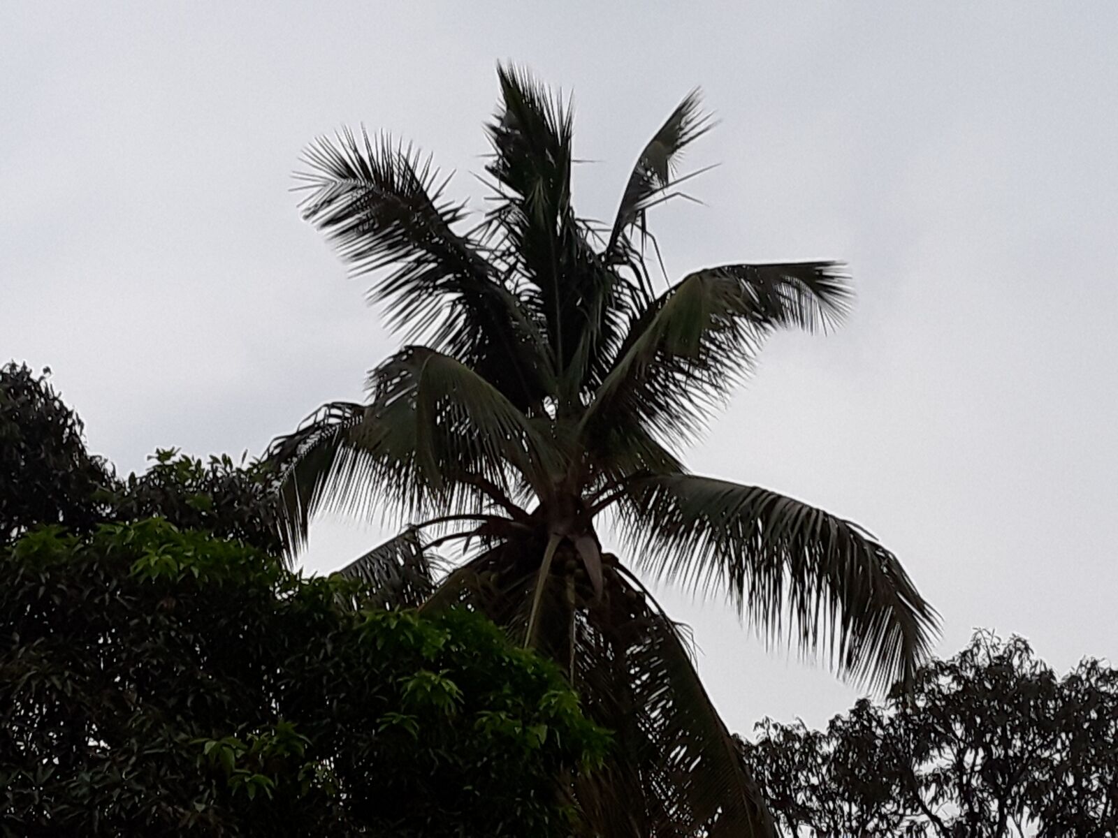 Samsung Galaxy J7 Pop sample photo. Coconut, tree, sunset photography