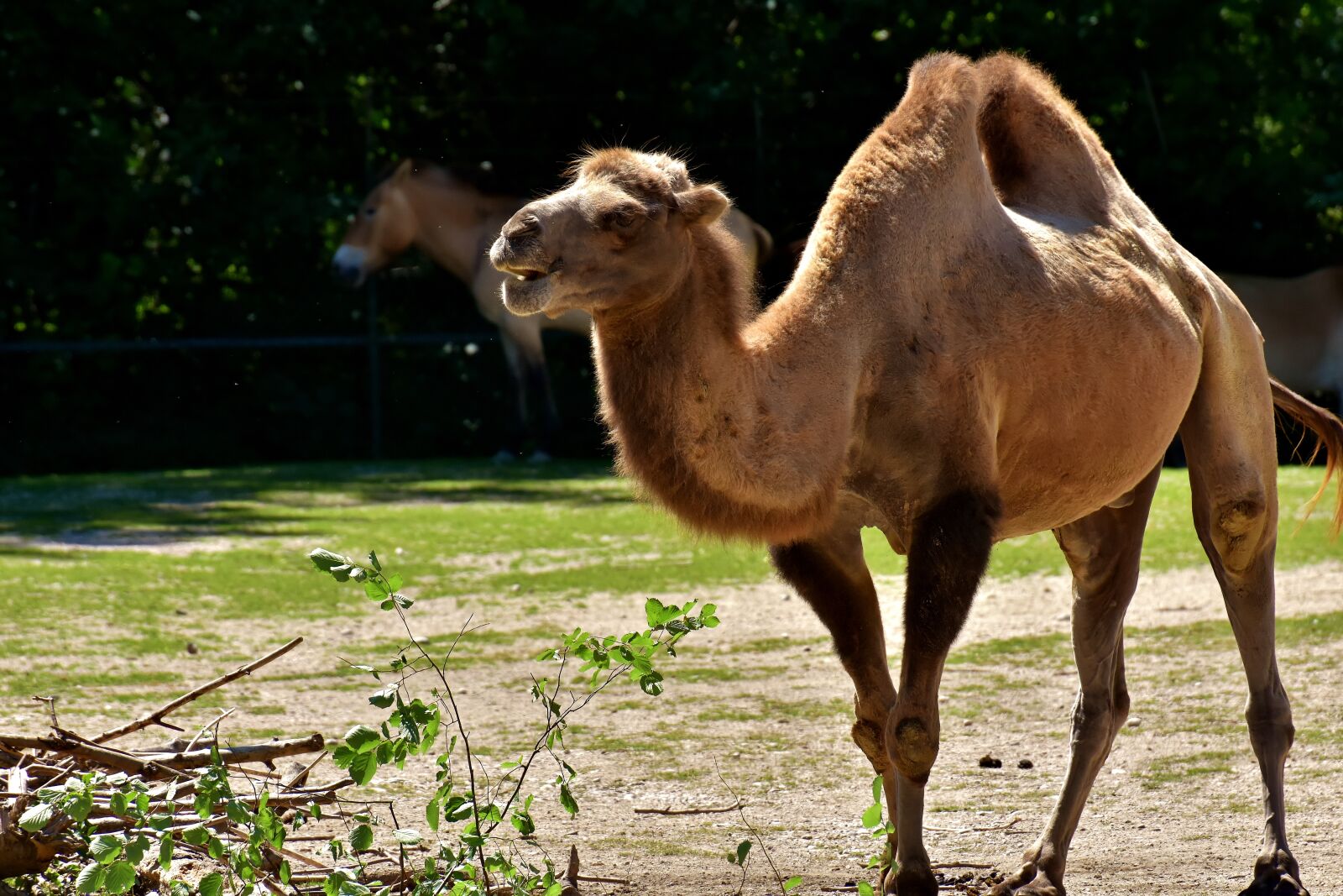 Nikon D7200 sample photo. Camel, zoo, animal photography