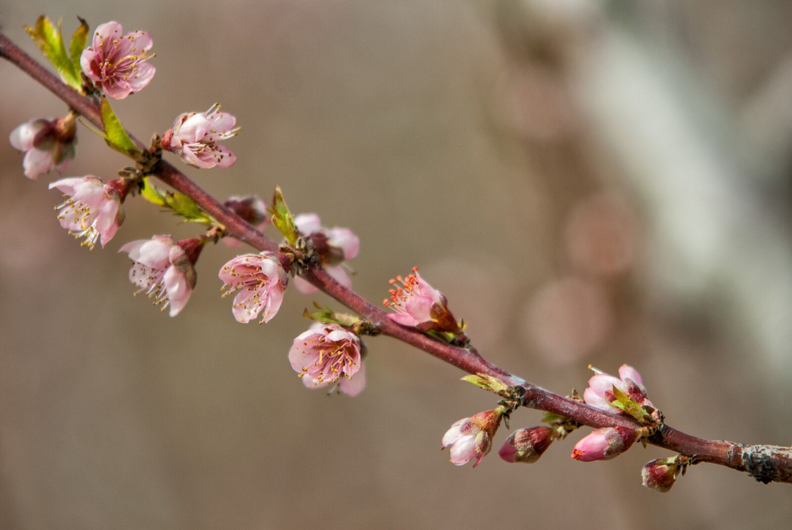 Nikon D200 sample photo. Flower, cherry, branch photography