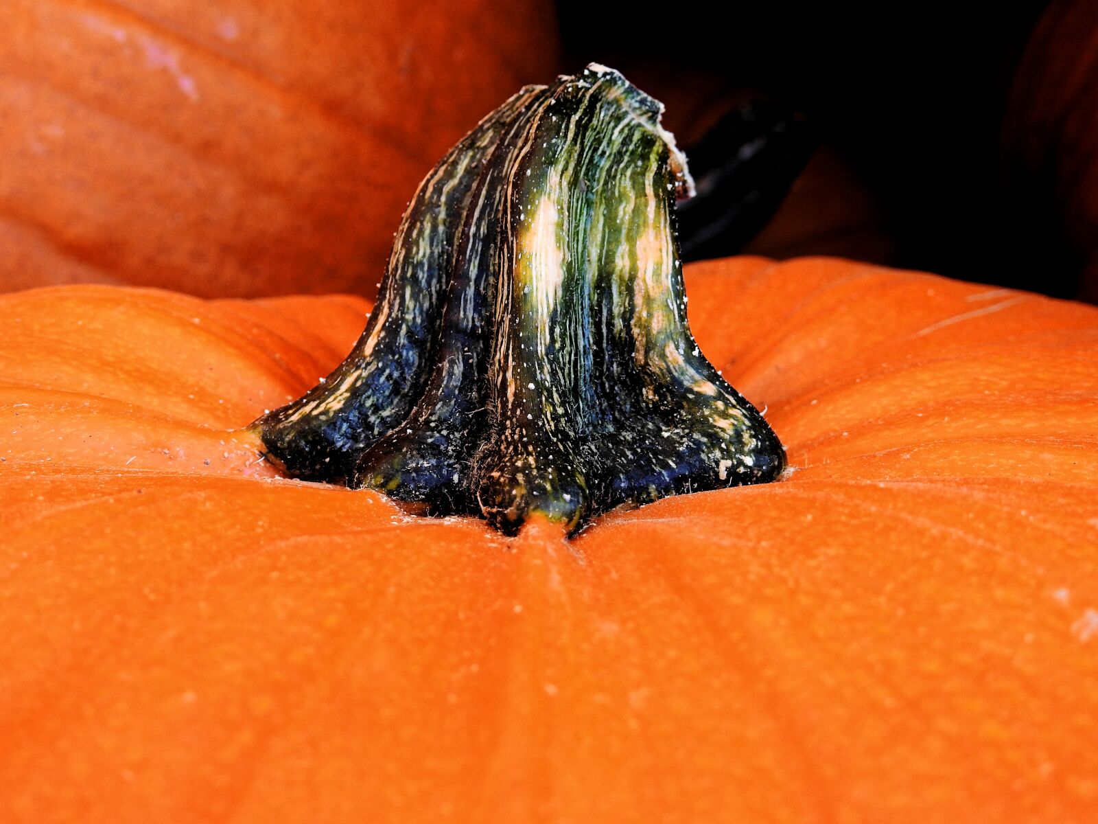 Nikon Coolpix P900 sample photo. Pumpkin, gourd, autumn photography