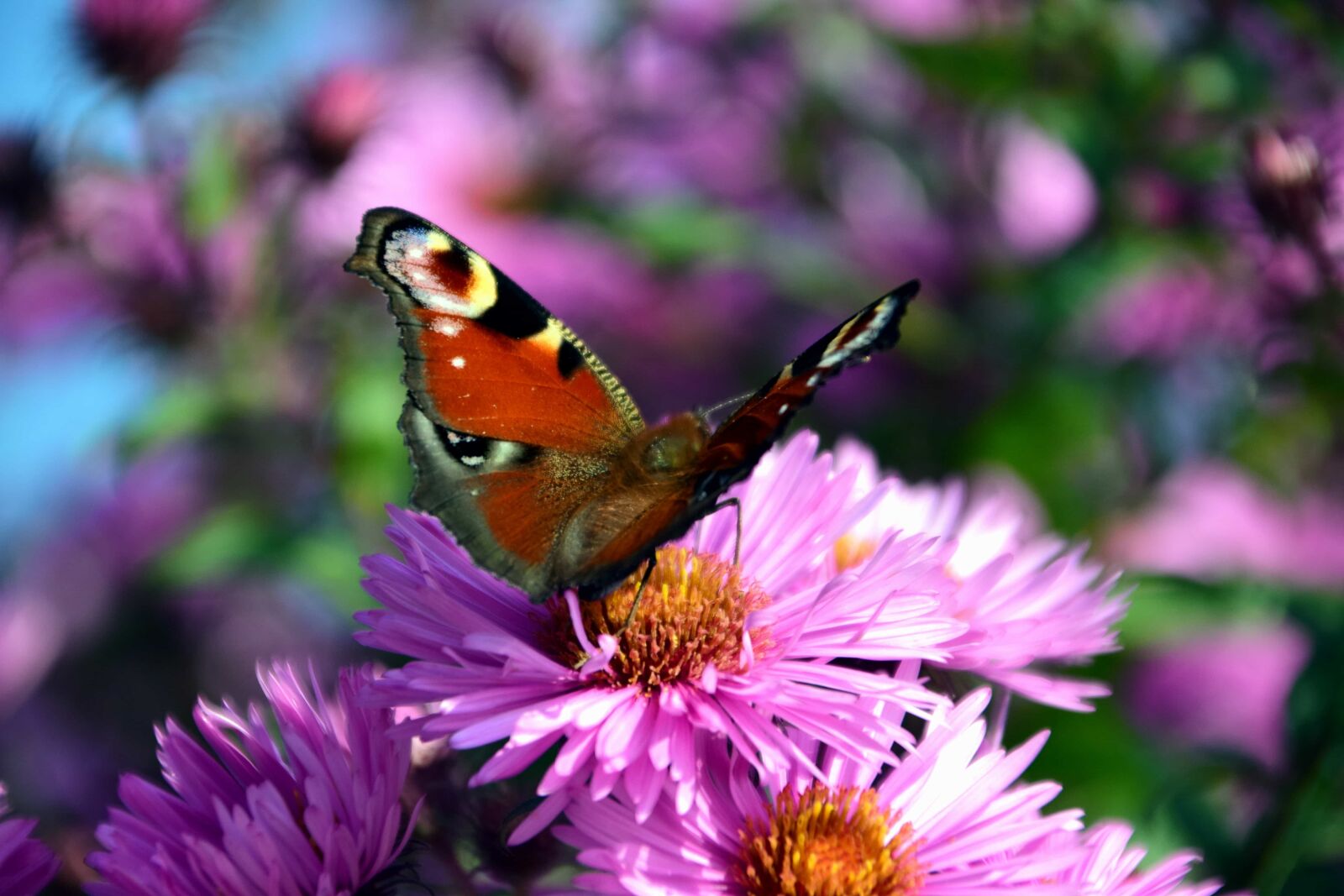 Nikon D3300 sample photo. Garden, summer, insect, flower photography