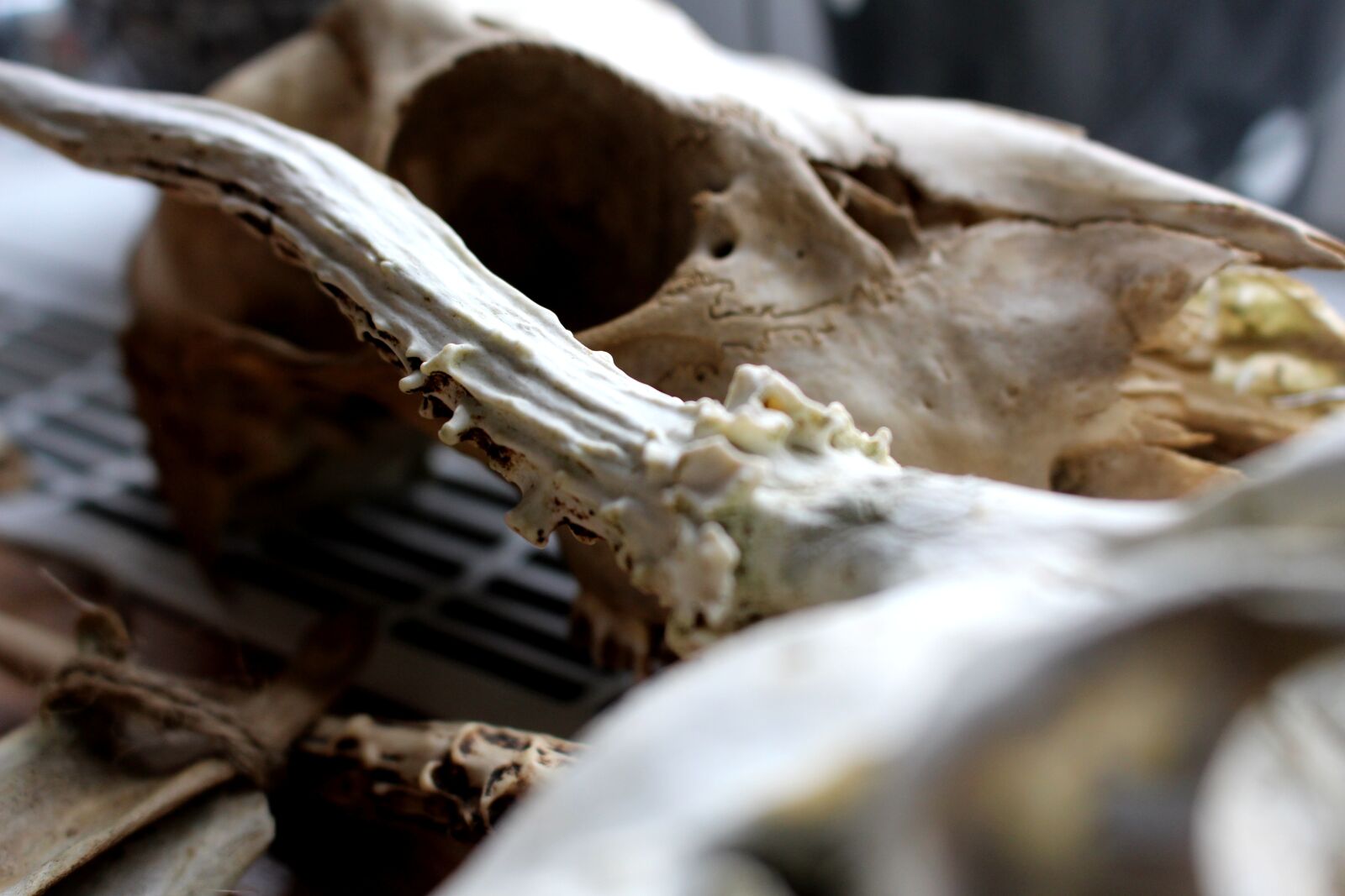 Canon EOS 700D (EOS Rebel T5i / EOS Kiss X7i) sample photo. Close up, bone, skeleton photography