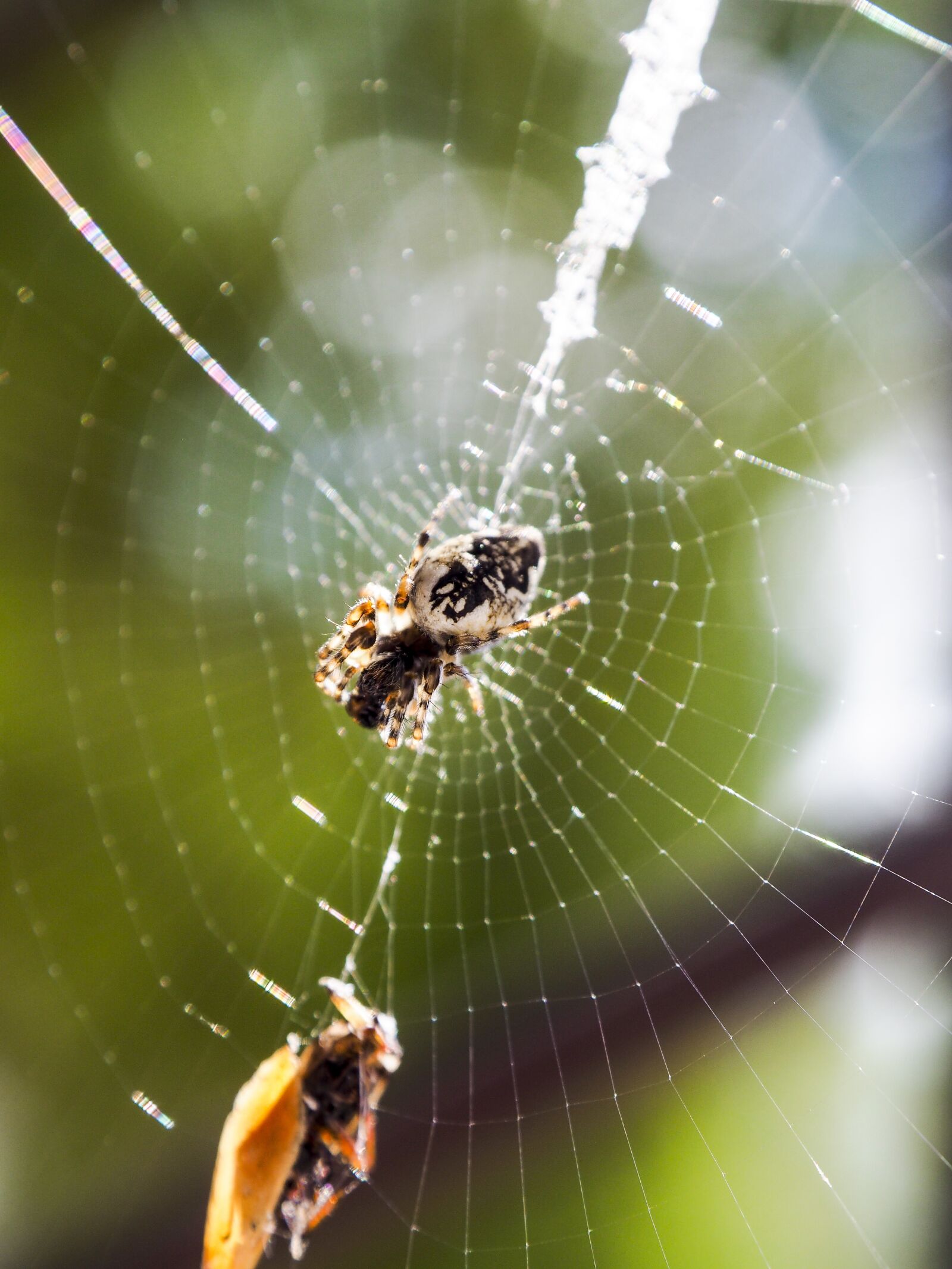 Olympus OM-D E-M10 + OLYMPUS M.12-50mm F3.5-6.3 sample photo. Spider, nature, cobweb photography