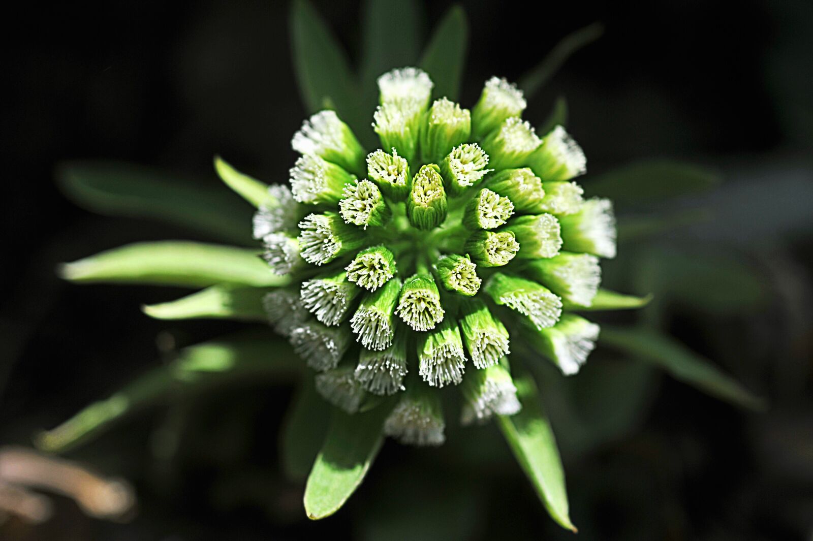 Nikon D3S sample photo. Plants, coltsfoot flower, nature's photography