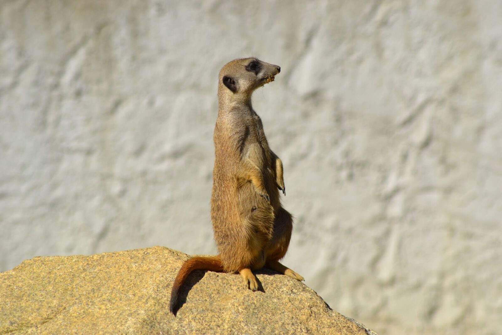 Nikon D3100 sample photo. Meerkat, animal, mammal photography