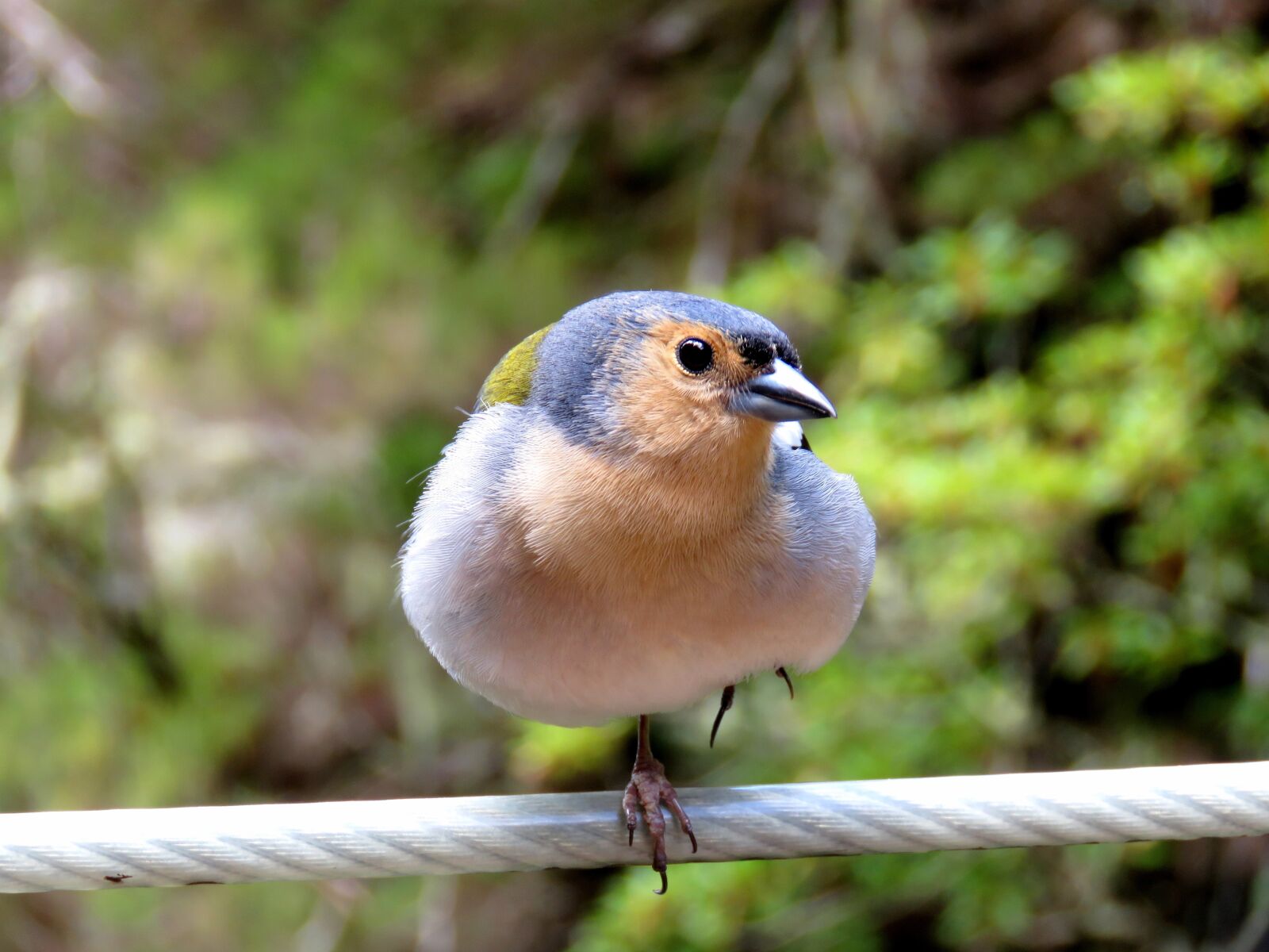 Canon PowerShot SX60 HS sample photo. Bird, chaffinch, nature photography
