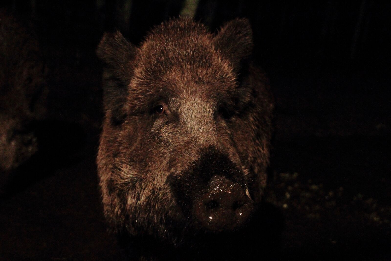Canon EOS 7D sample photo. Boar, bache, little pig photography