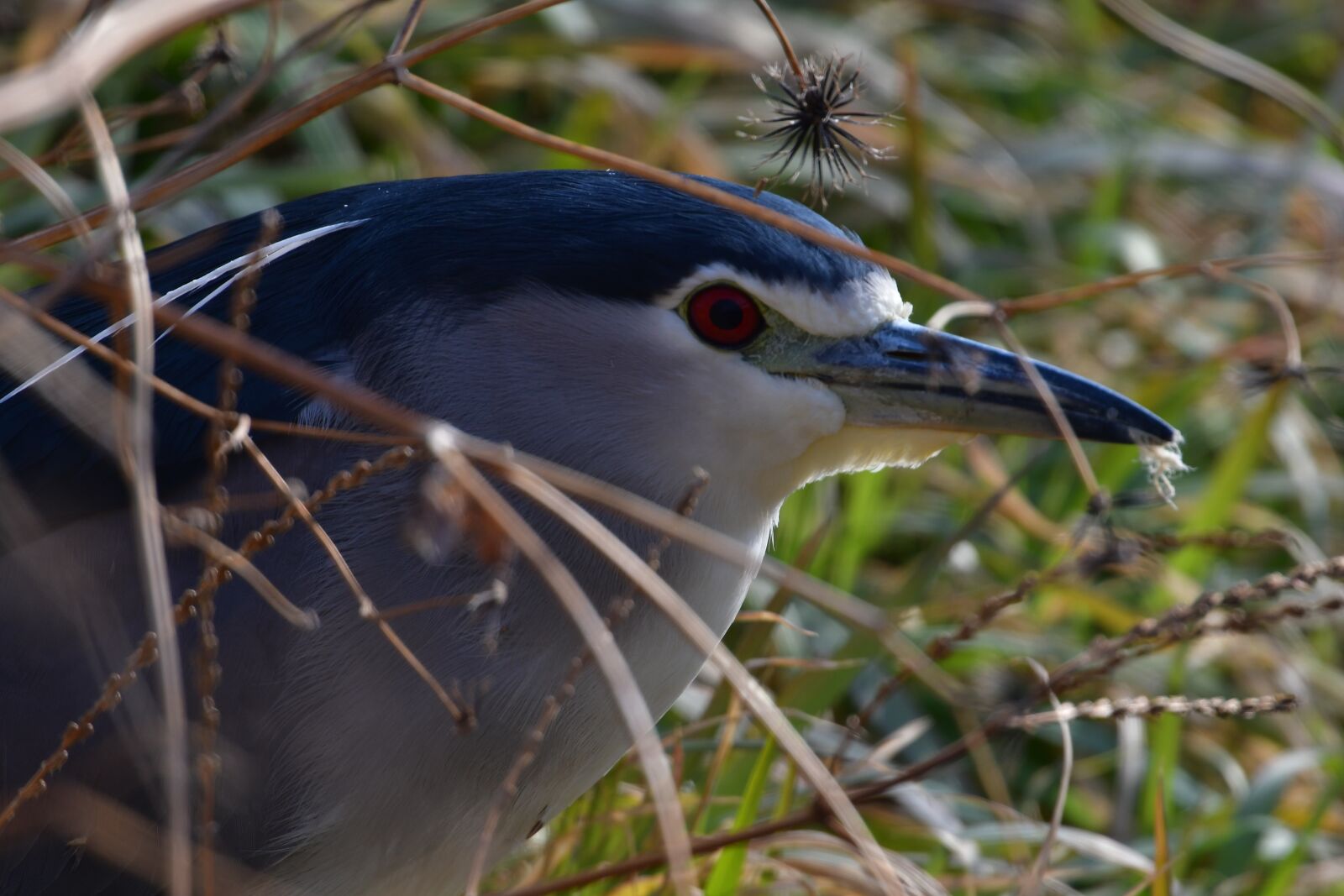 Nikon D500 sample photo. Wild animals, bird, natural photography