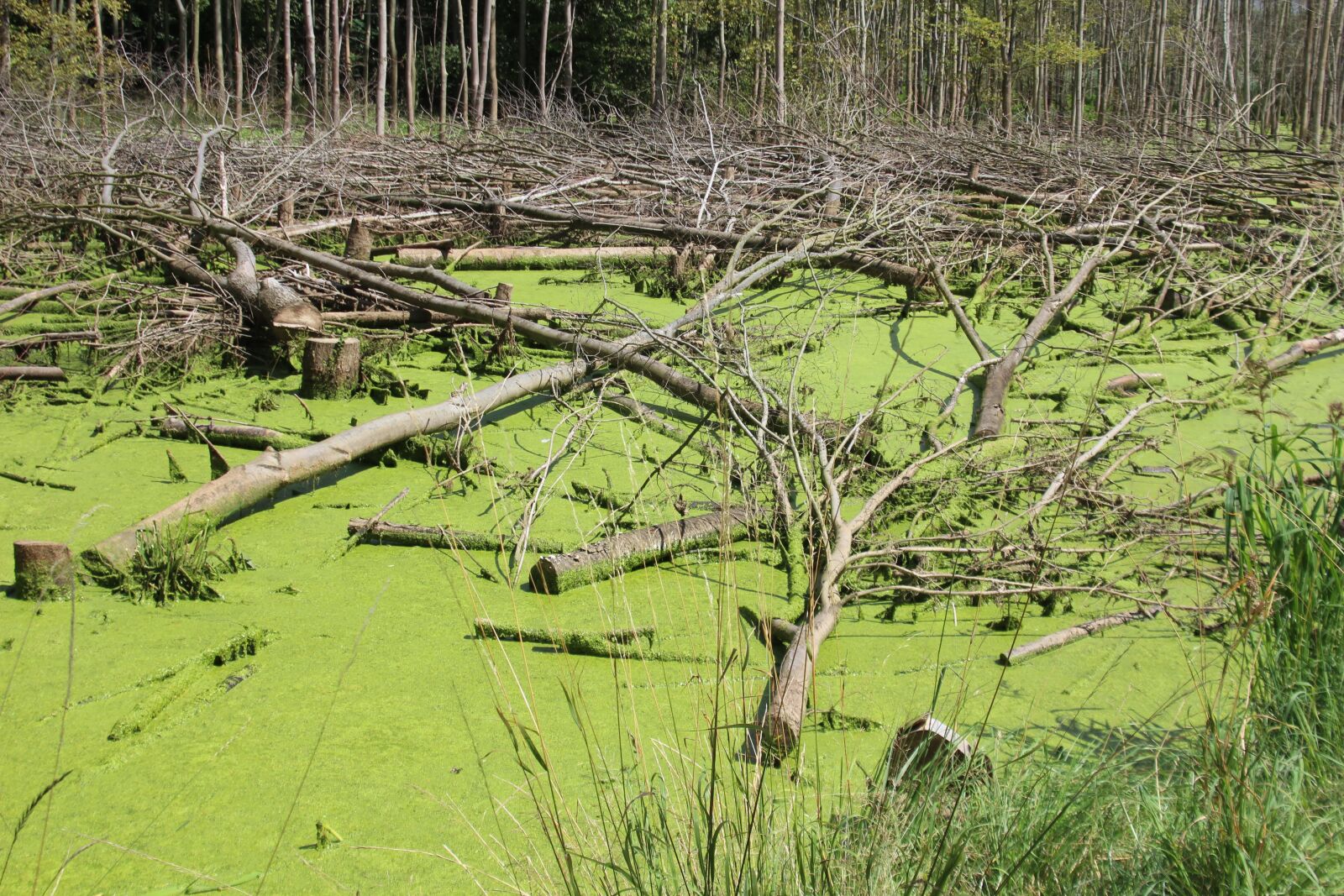 Canon EOS 1200D (EOS Rebel T5 / EOS Kiss X70 / EOS Hi) sample photo. Swamp, moor, green photography