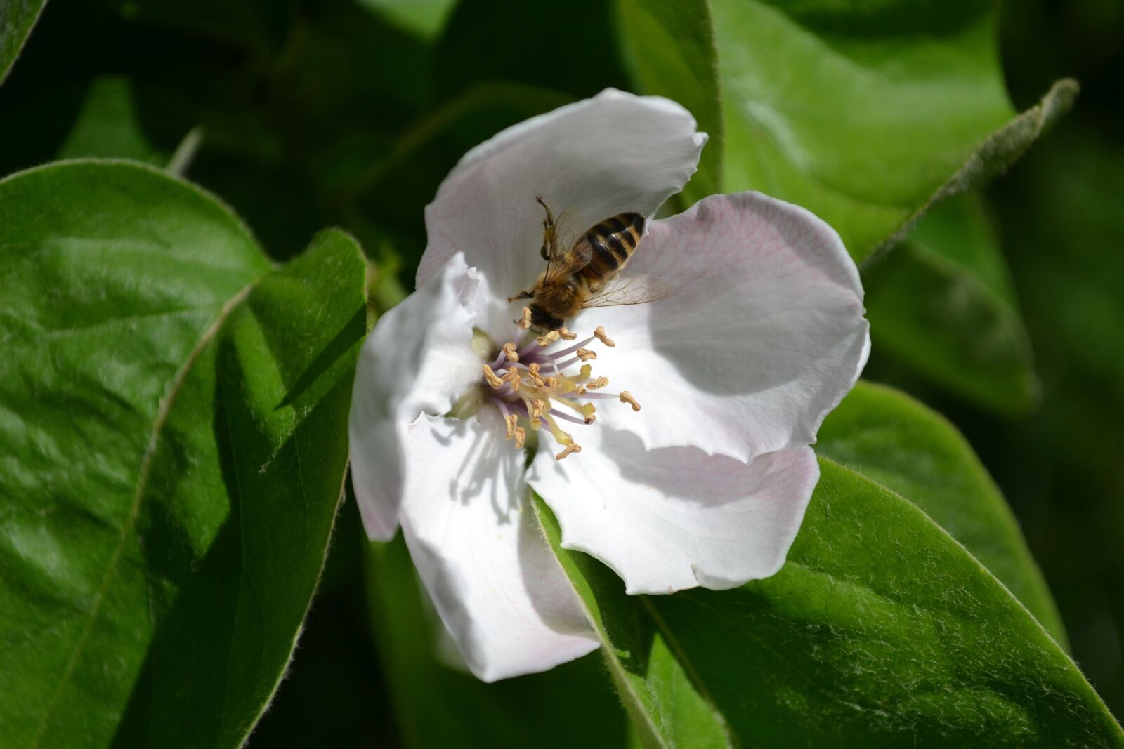 Nikon D3100 sample photo. Quince flower, flowers, bee photography