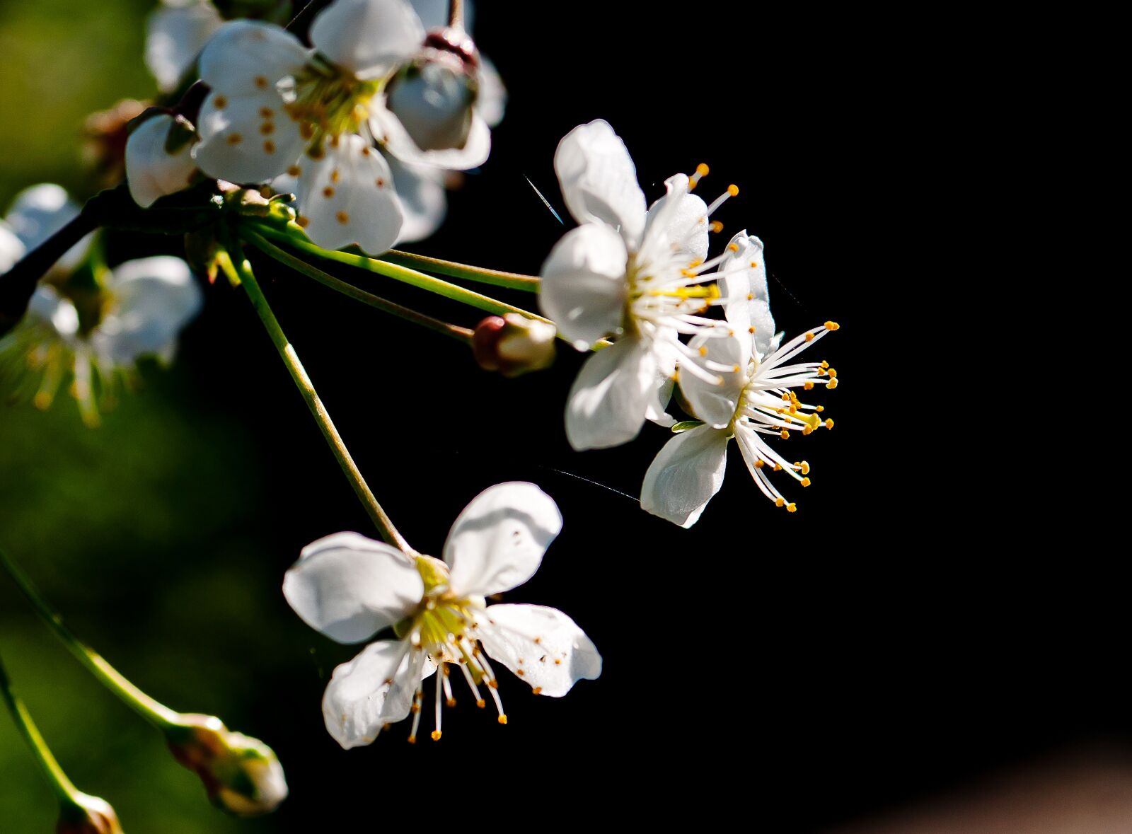 Minolta AF 50mm F3.5 Macro sample photo. Nature, flower, apple tree photography
