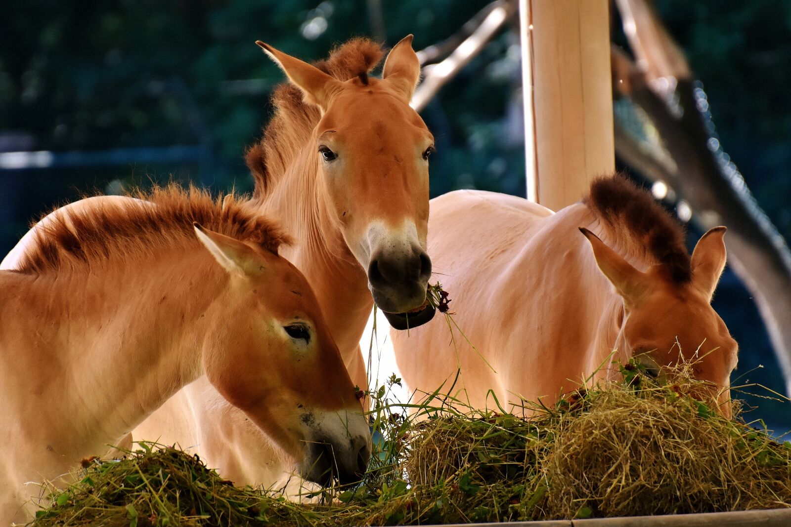 Nikon D7200 sample photo. Horses, feeding, eat photography