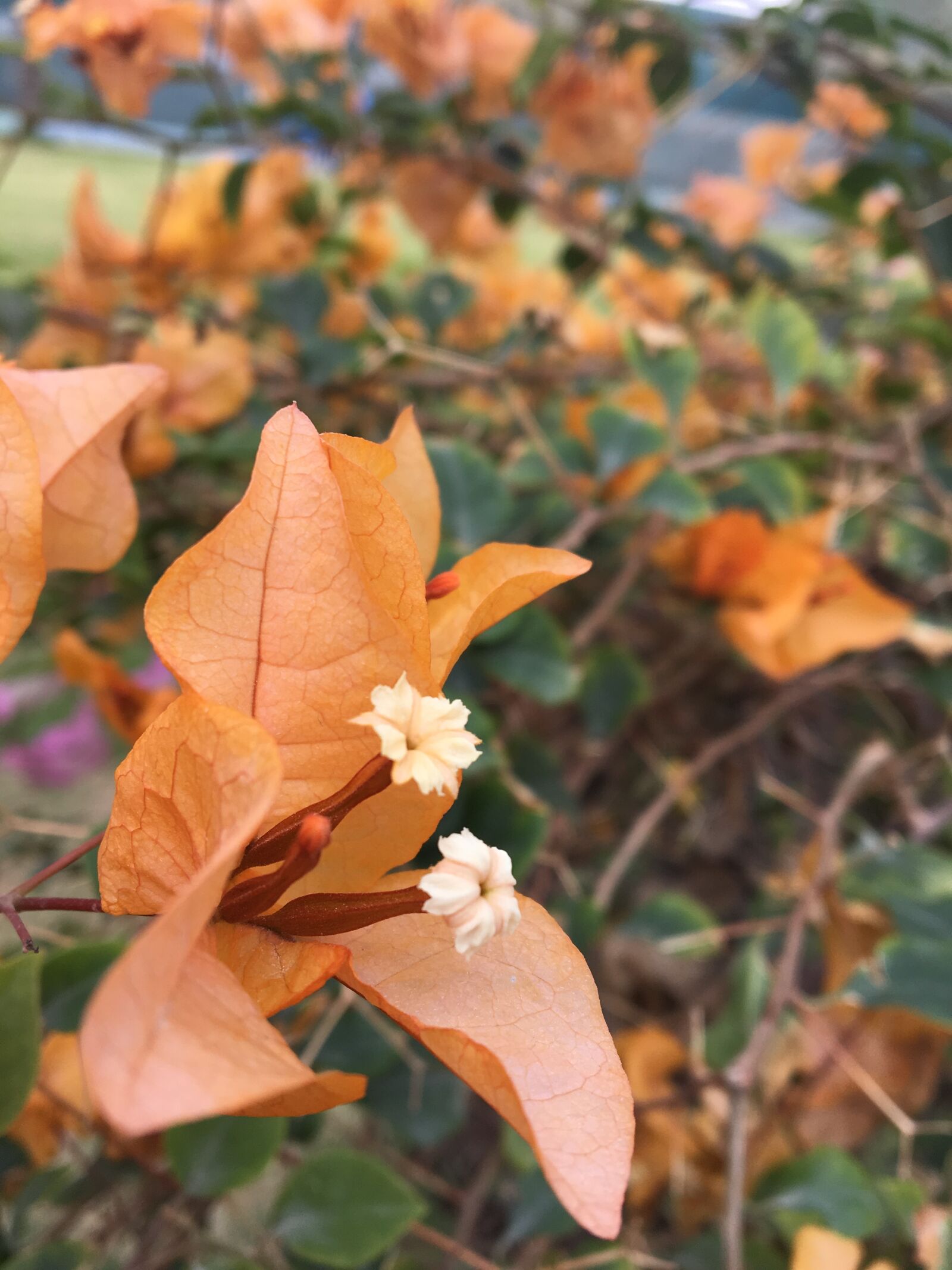Apple iPhone 6s sample photo. Original, orange, flowers photography