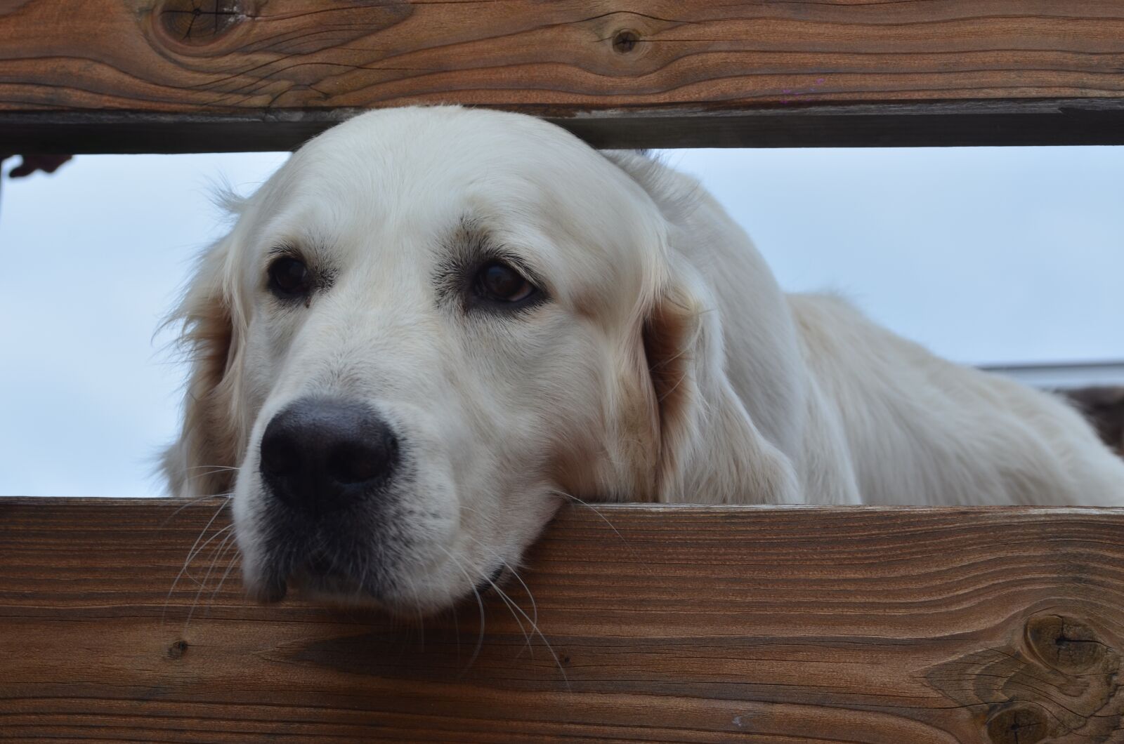 Nikon D5100 sample photo. Dog, retriever, view photography
