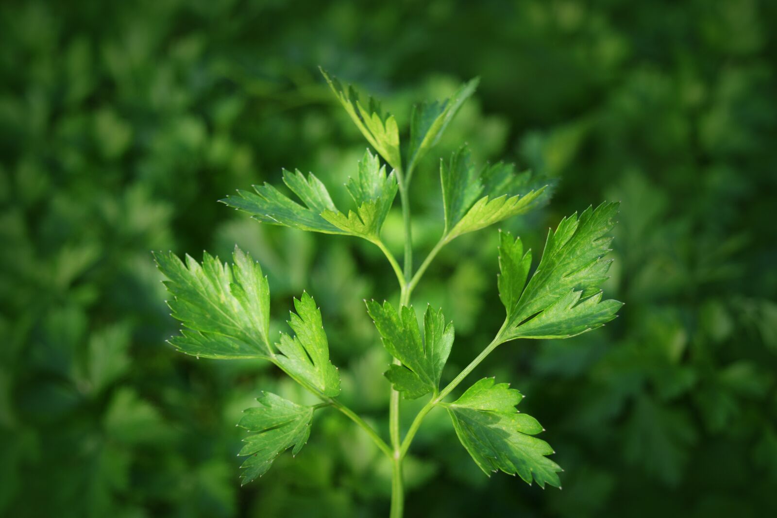 Nikon D3300 sample photo. Parsley, kitchen herbs, herbs photography