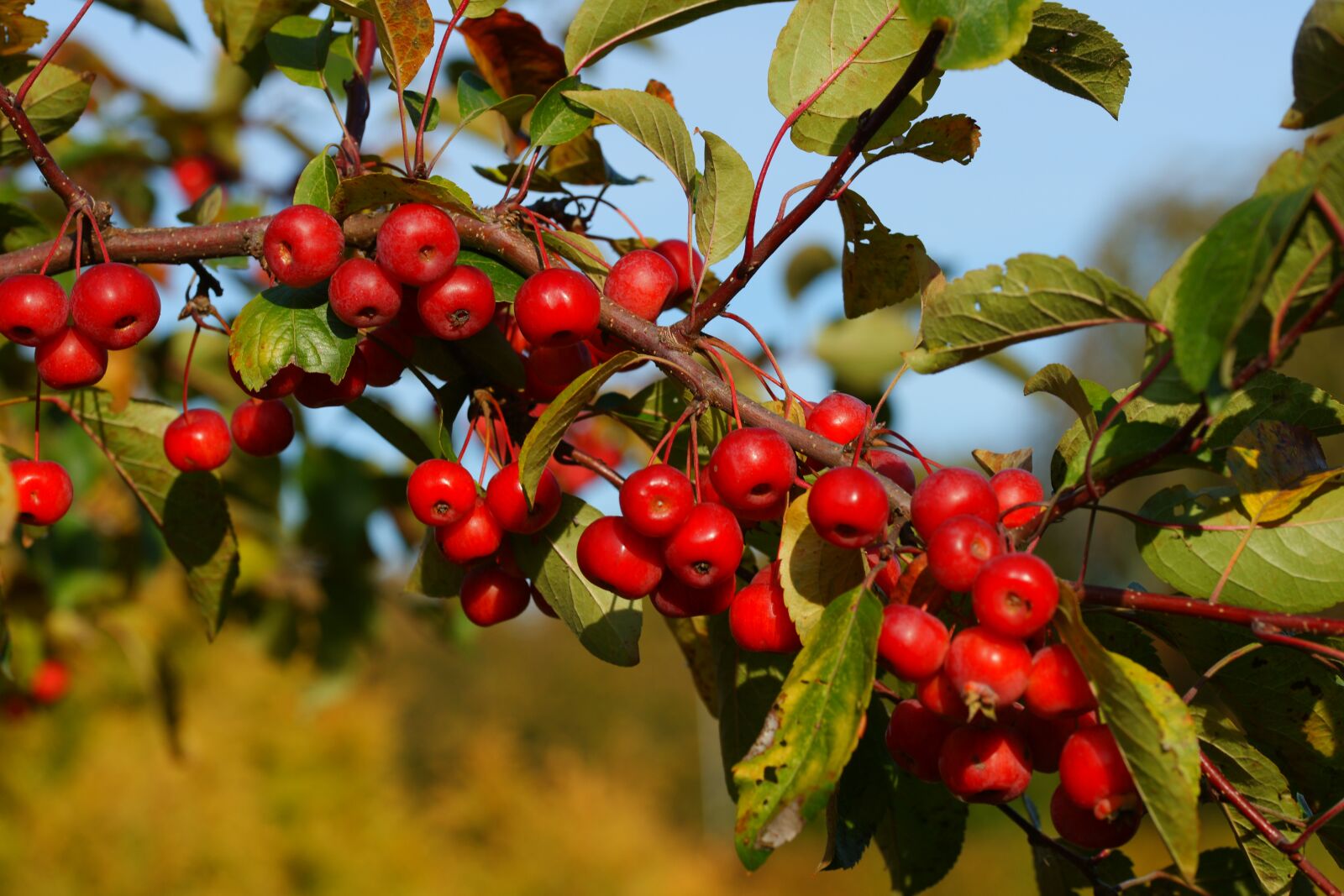 Sony Alpha DSLR-A900 sample photo. Bush, berries, red photography