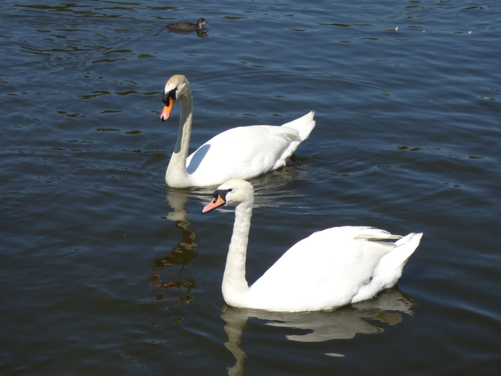 Panasonic DMC-FZ72 sample photo. Swans, swan, water photography