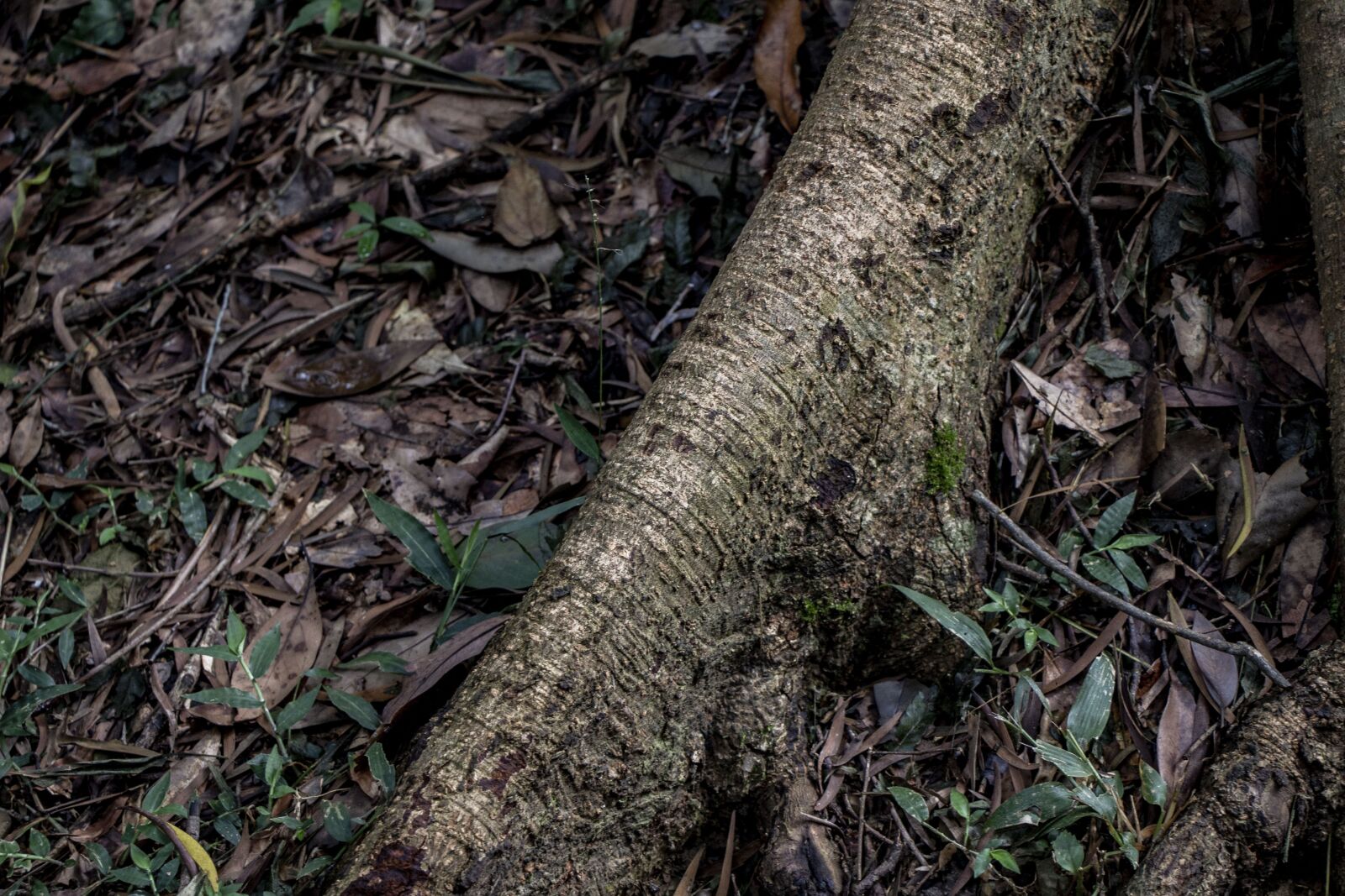 Canon EOS 700D (EOS Rebel T5i / EOS Kiss X7i) sample photo. Plant, root, natural photography