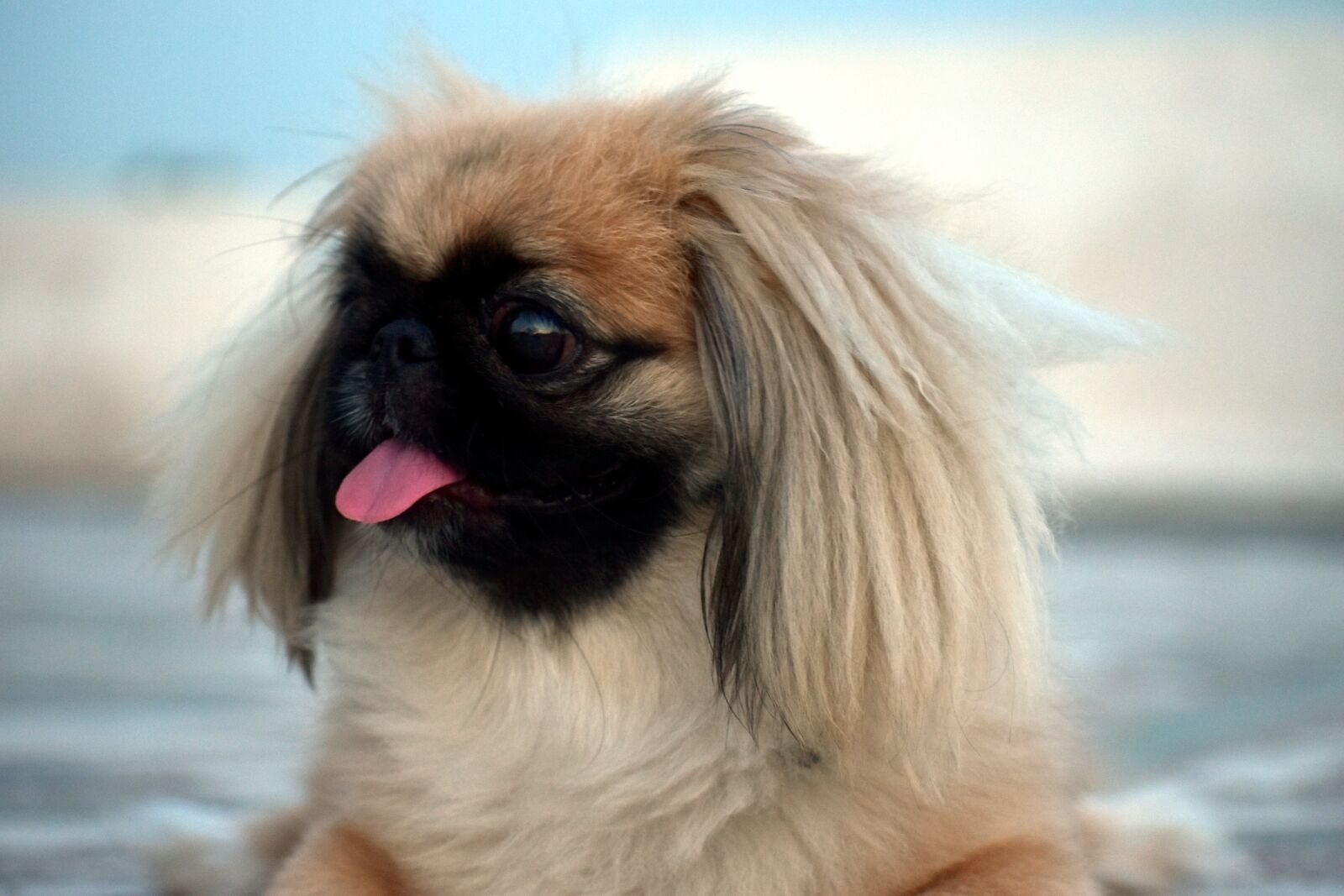 Nikon D5600 sample photo. Pekingese, female pup, little photography