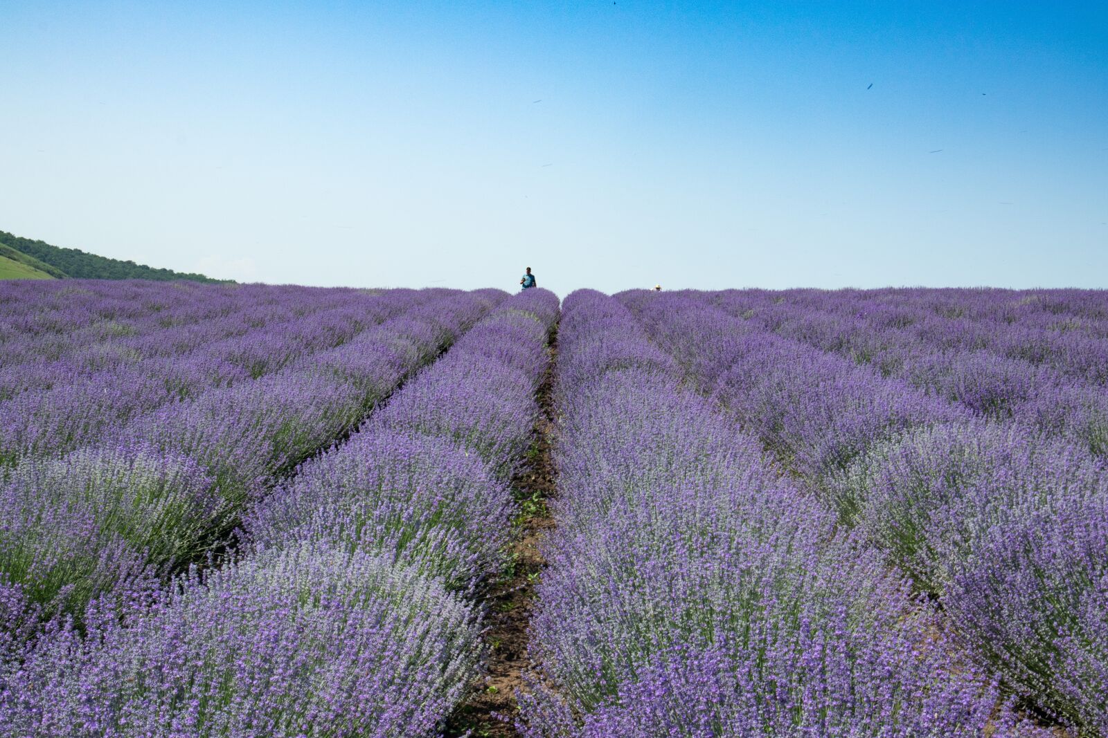 Canon EOS M100 sample photo. Blooming lavender, summer, purple photography