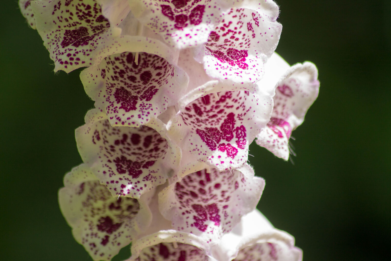 Sigma 70-300mm F4-5.6 DG OS sample photo. Flower photography