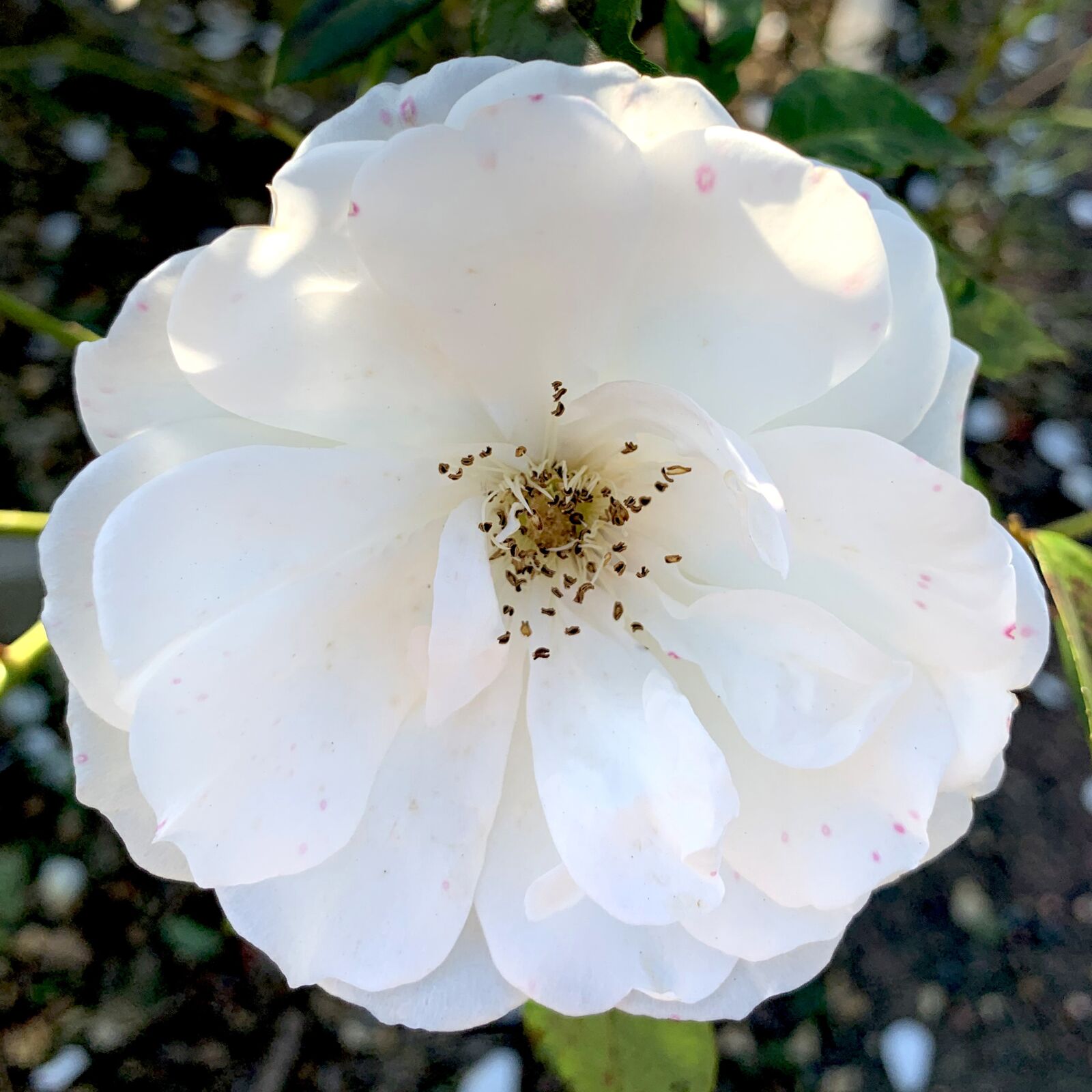 Apple iPhone XS sample photo. Briar, rose, white photography