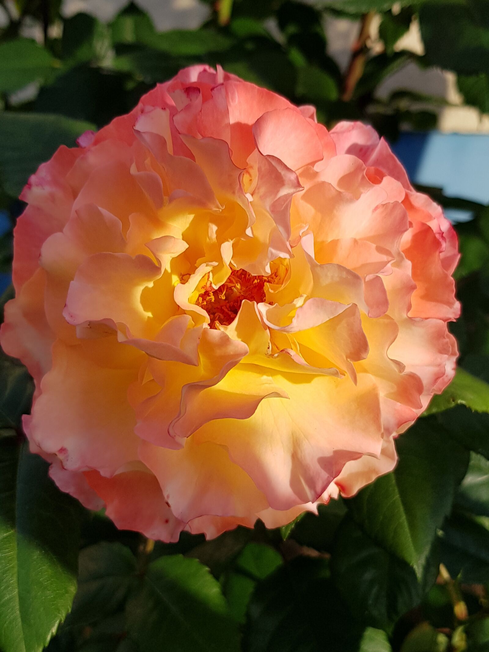 Samsung Galaxy S8 sample photo. Rose, blossom, bloom photography
