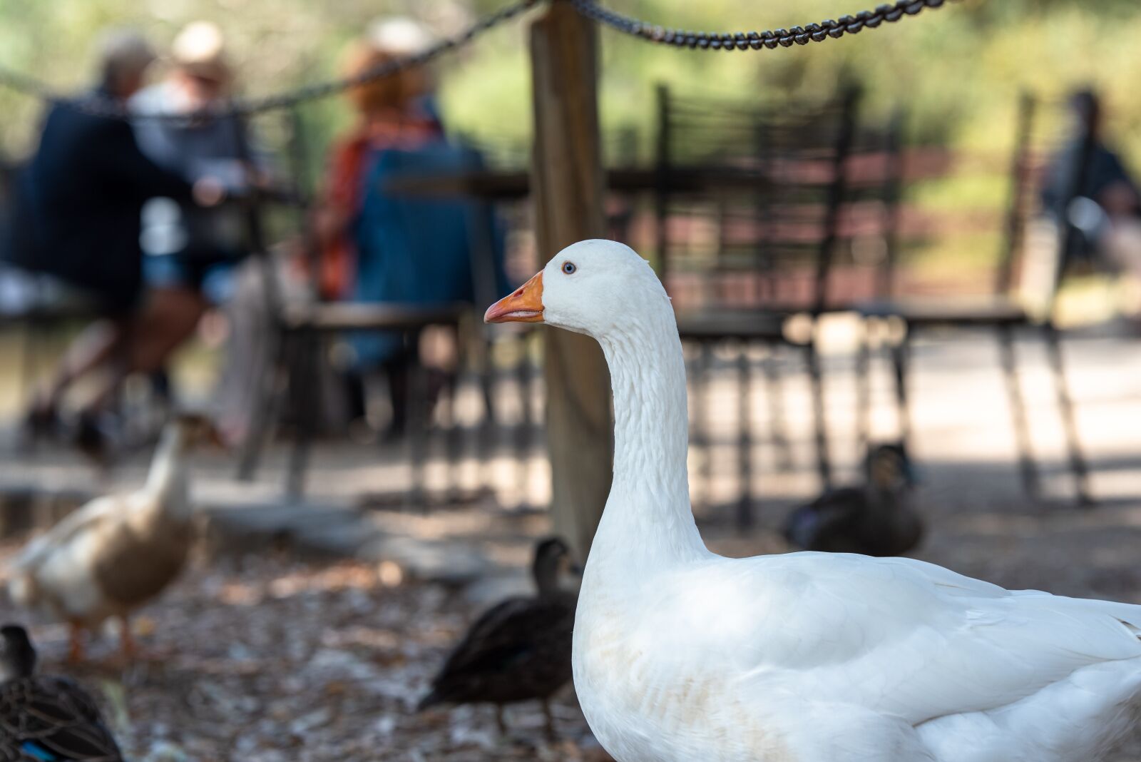 Nikon D750 sample photo. Goose, white, bird photography