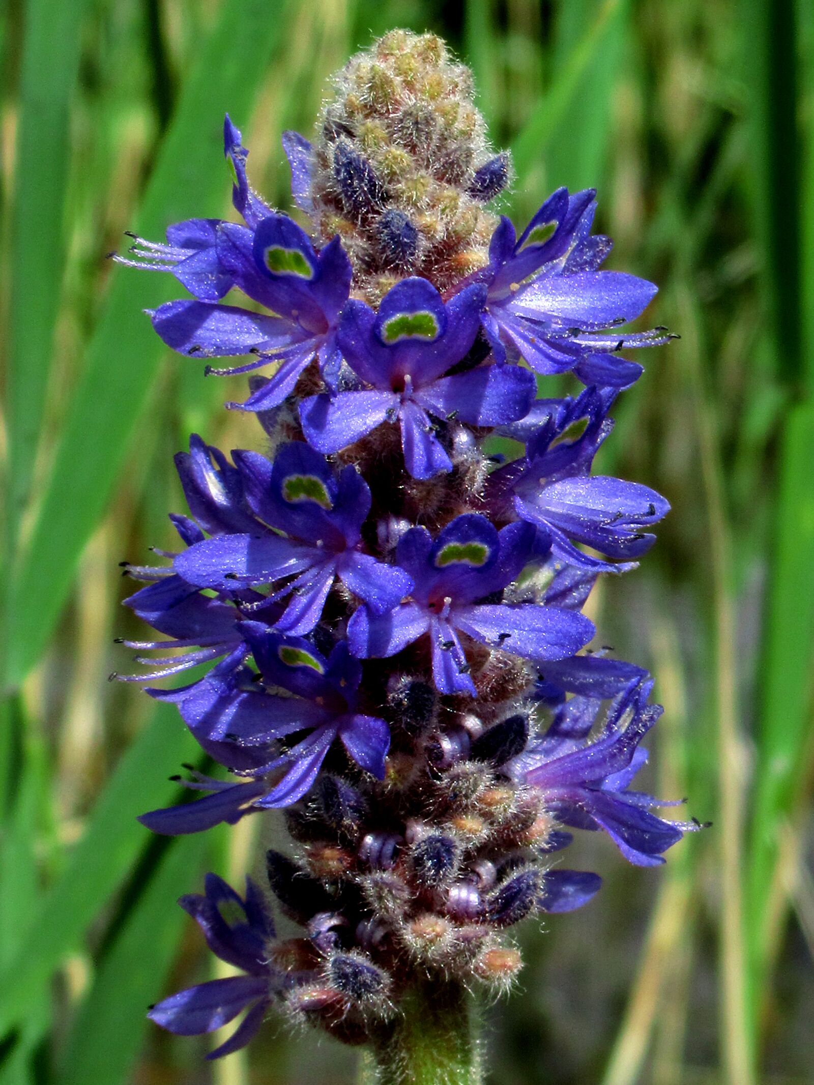 Canon PowerShot SX620 HS sample photo. Flowers, blue, plant photography