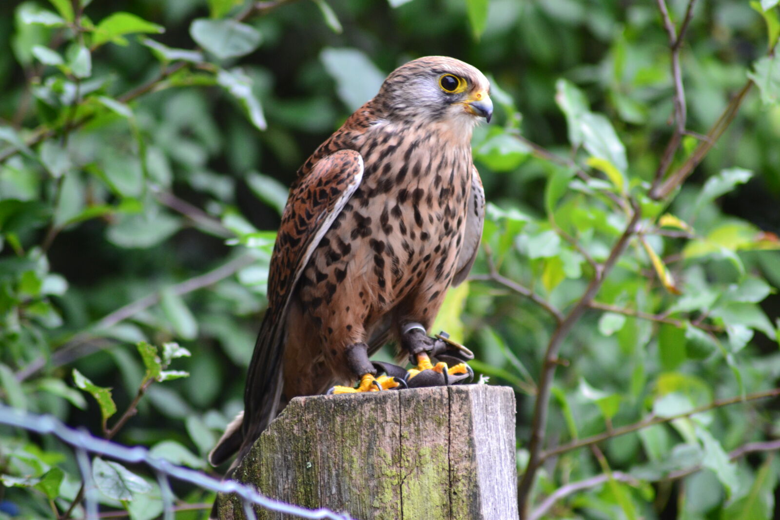 Nikon D3100 sample photo. Brown, falcon, on, brown photography