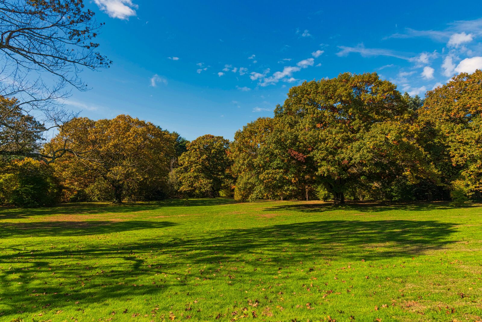 Nikon D750 sample photo. Landscape, trees, grass photography