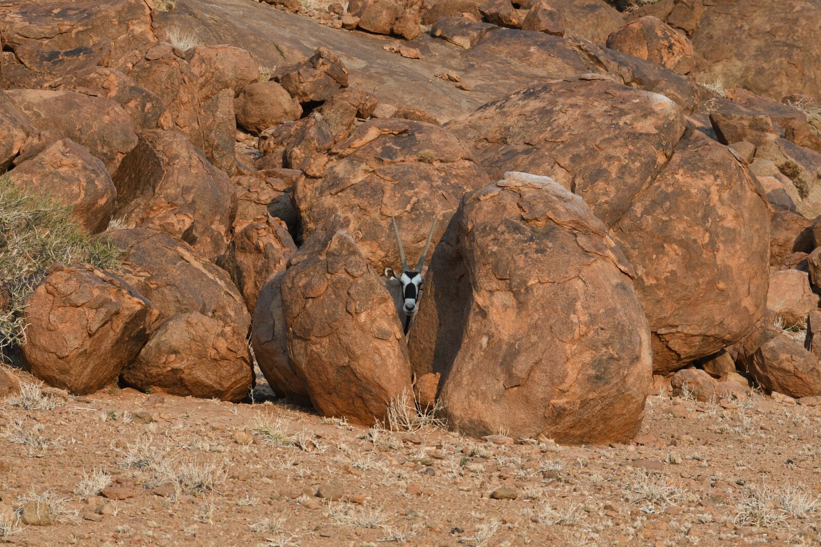 Nikon D500 sample photo. Animal, namibia, africa photography