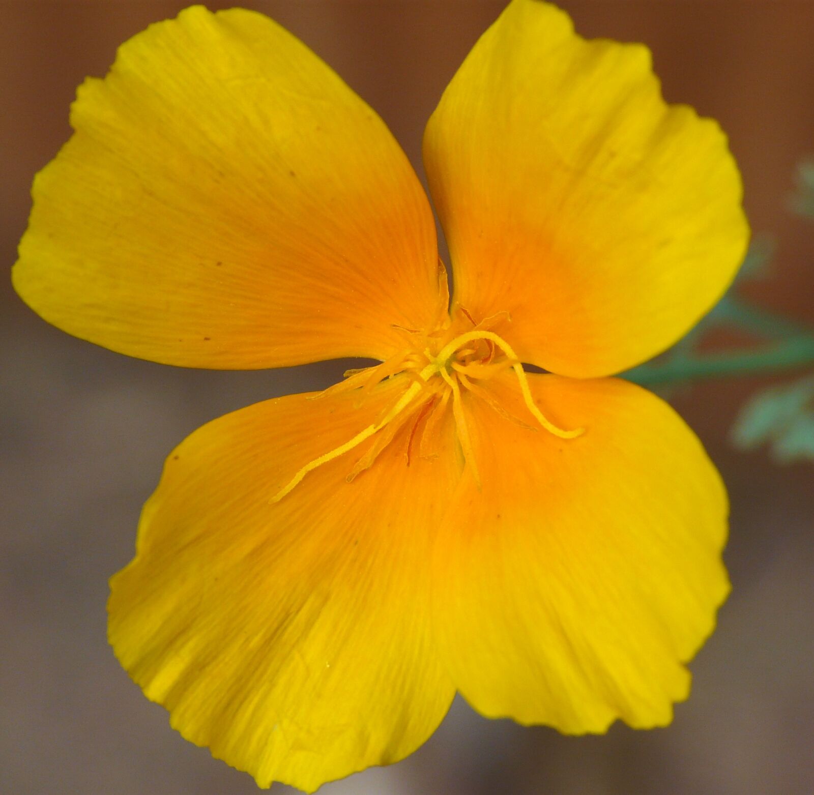 Panasonic DMC-FZ18 sample photo. Macro, flower, close up photography