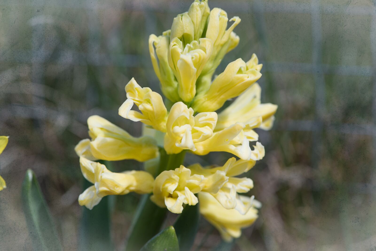Nikon D750 sample photo. Hyacinth, flower, flowers photography