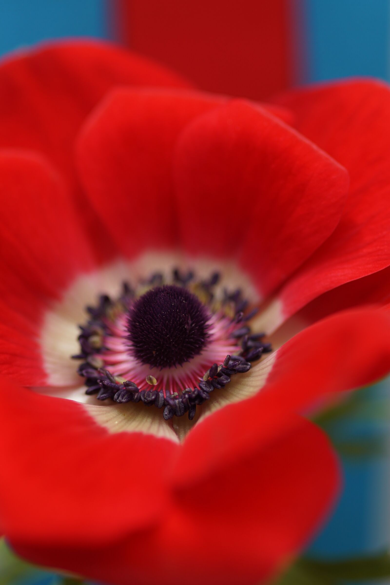 Sony SLT-A68 sample photo. Poppy, blossom, bloom photography