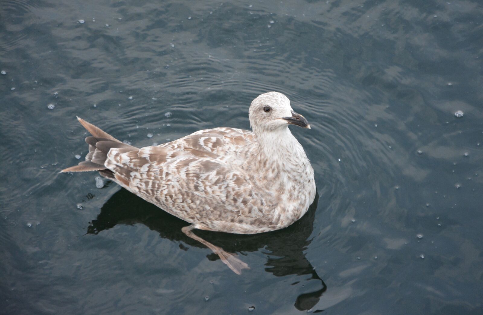 Nikon D5200 sample photo. Seagull, sea, feathers photography