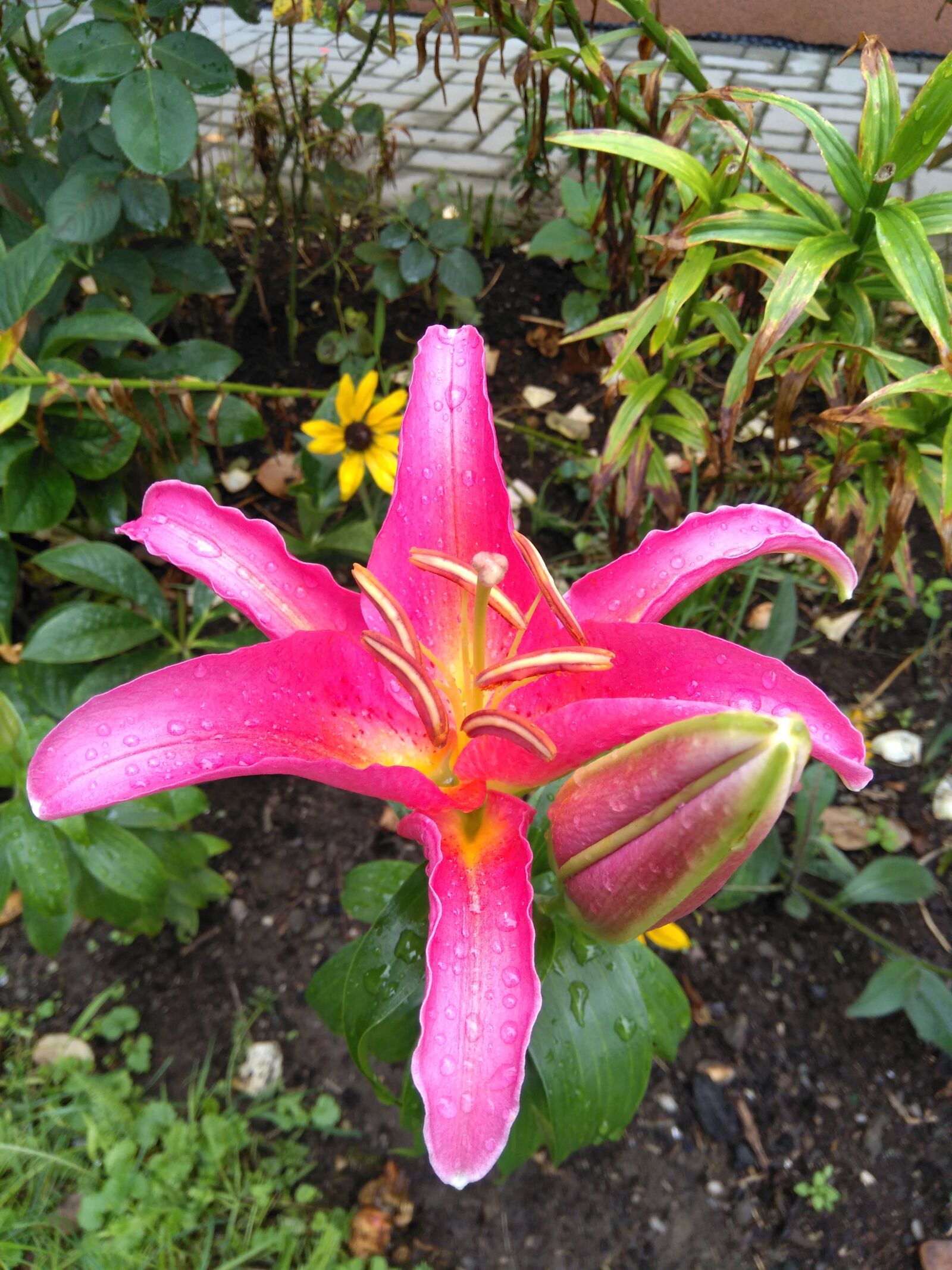 HMD Global Nokia 5 sample photo. Summer, flowers, lily photography