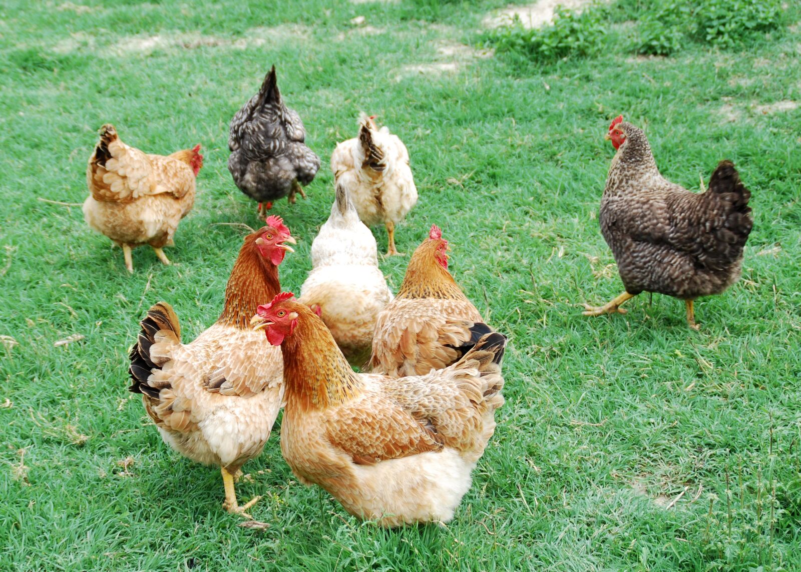 Nikon D60 sample photo. Hens, animals, hen photography