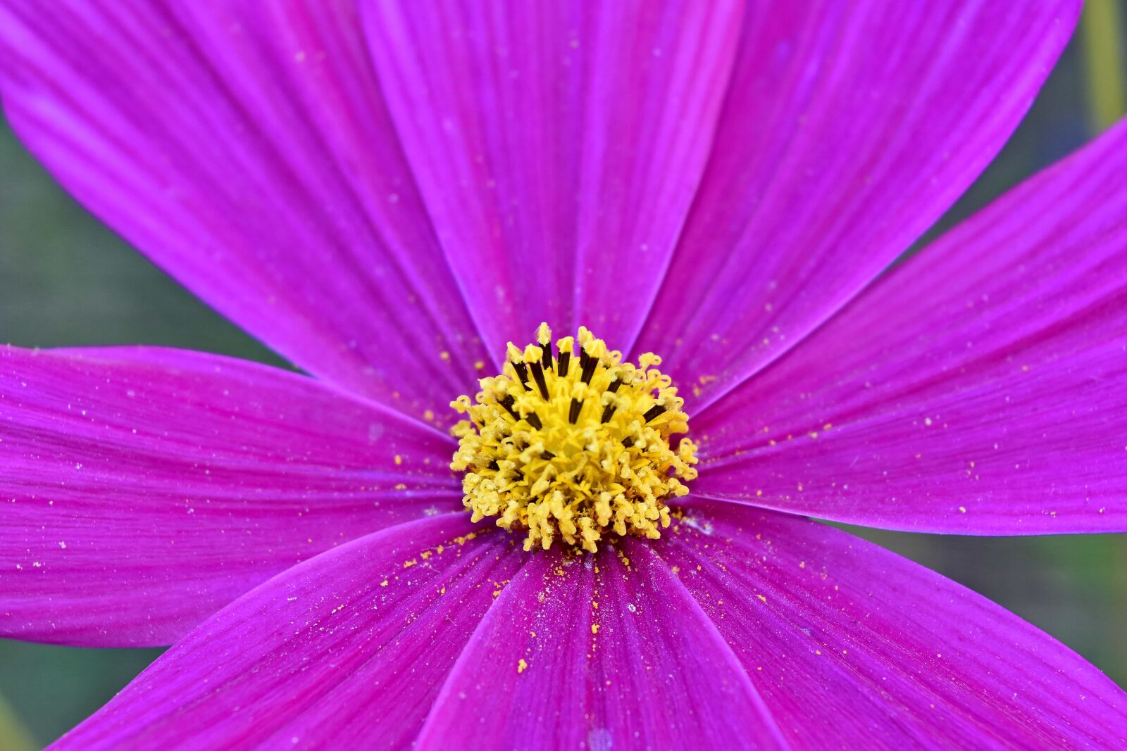 Nikon D5500 sample photo. Macro, pink, pollen, daisy photography