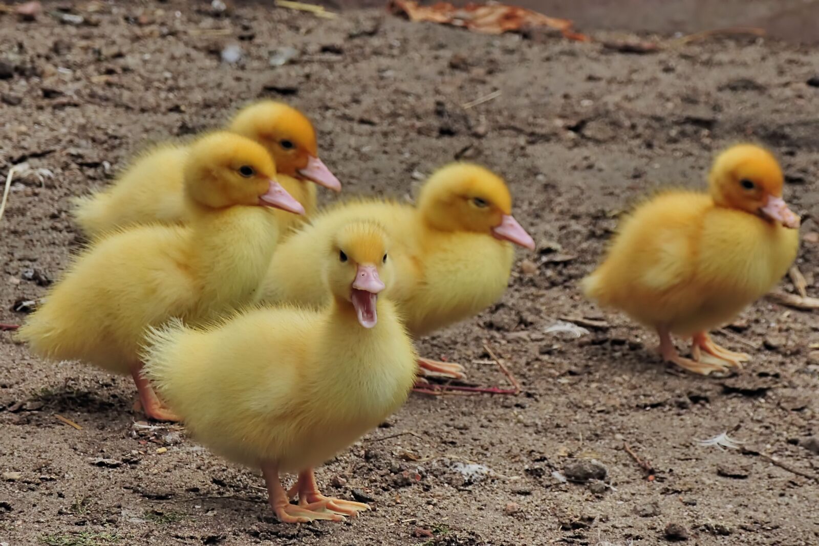 Nikon Coolpix P520 sample photo. Chicken, entenkuecken, ducks photography