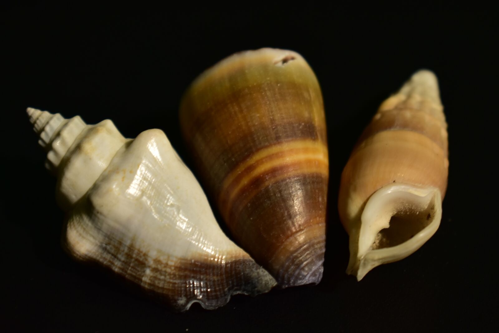 Nikon D3400 sample photo. Shell, mollusk, snail photography
