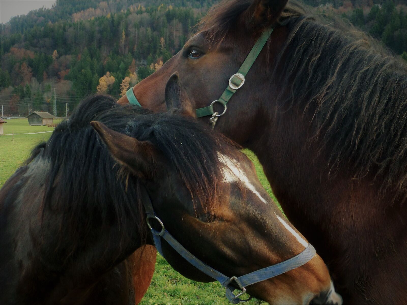 Panasonic DMC-TZ31 sample photo. Horse, horses, horse head photography
