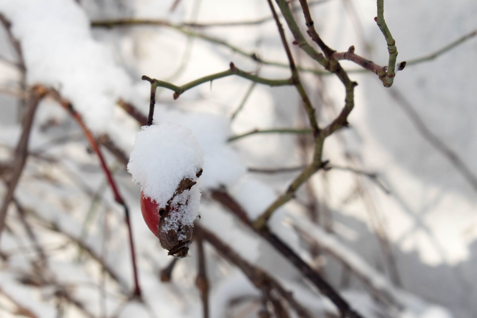 Canon EOS 1300D (EOS Rebel T6 / EOS Kiss X80) sample photo. Winter, snow, frost photography