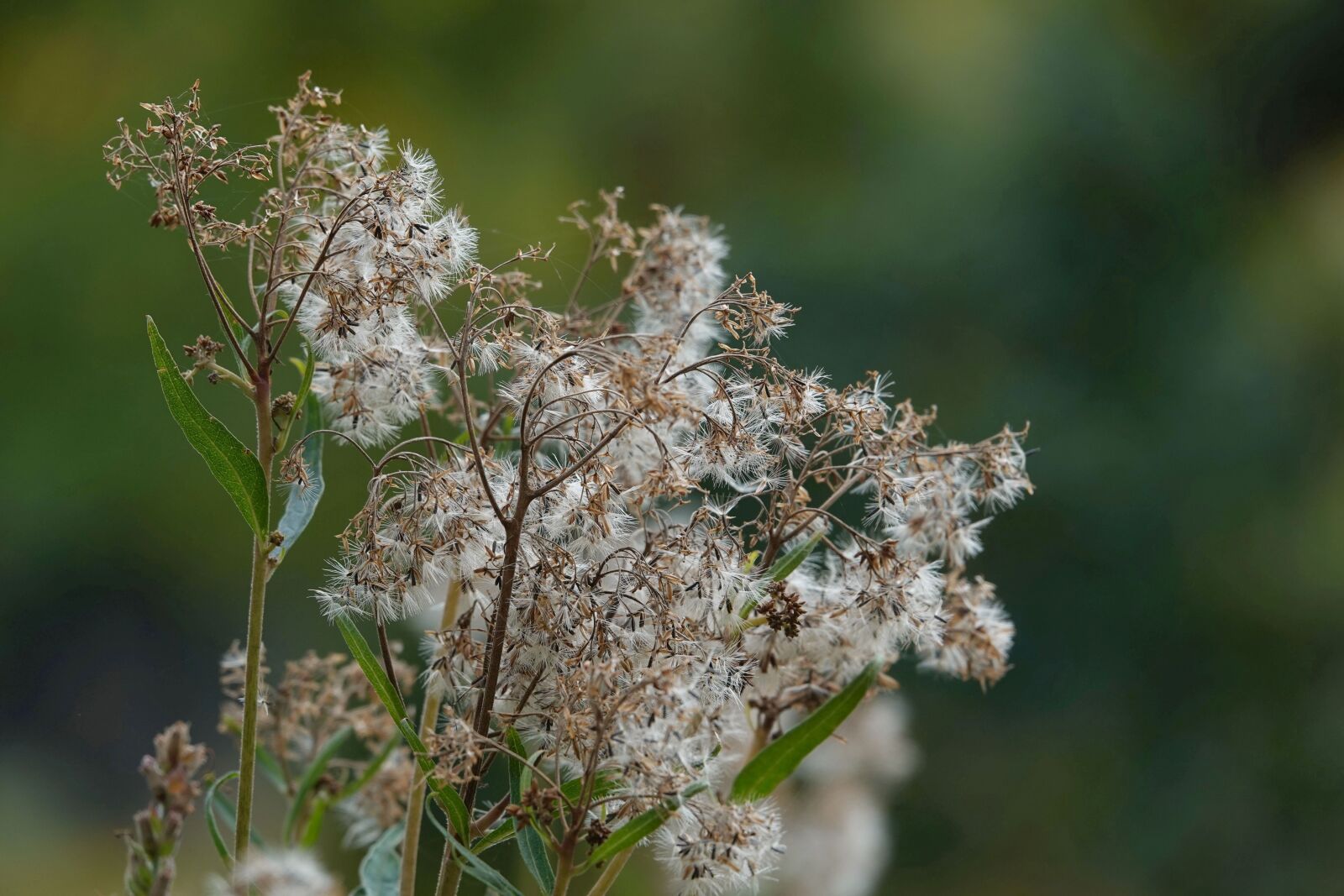 Sony Cyber-shot DSC-RX10 IV sample photo. Seeds, faded, plant photography