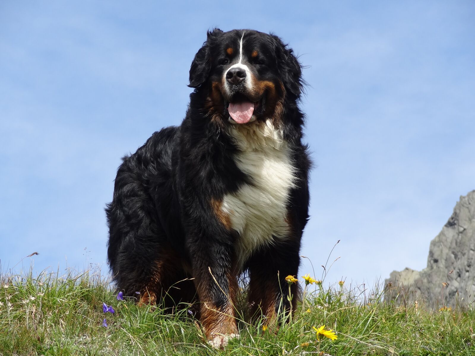 Sony Cyber-shot DSC-HX10V sample photo. Bernese mountain dog, animal photography