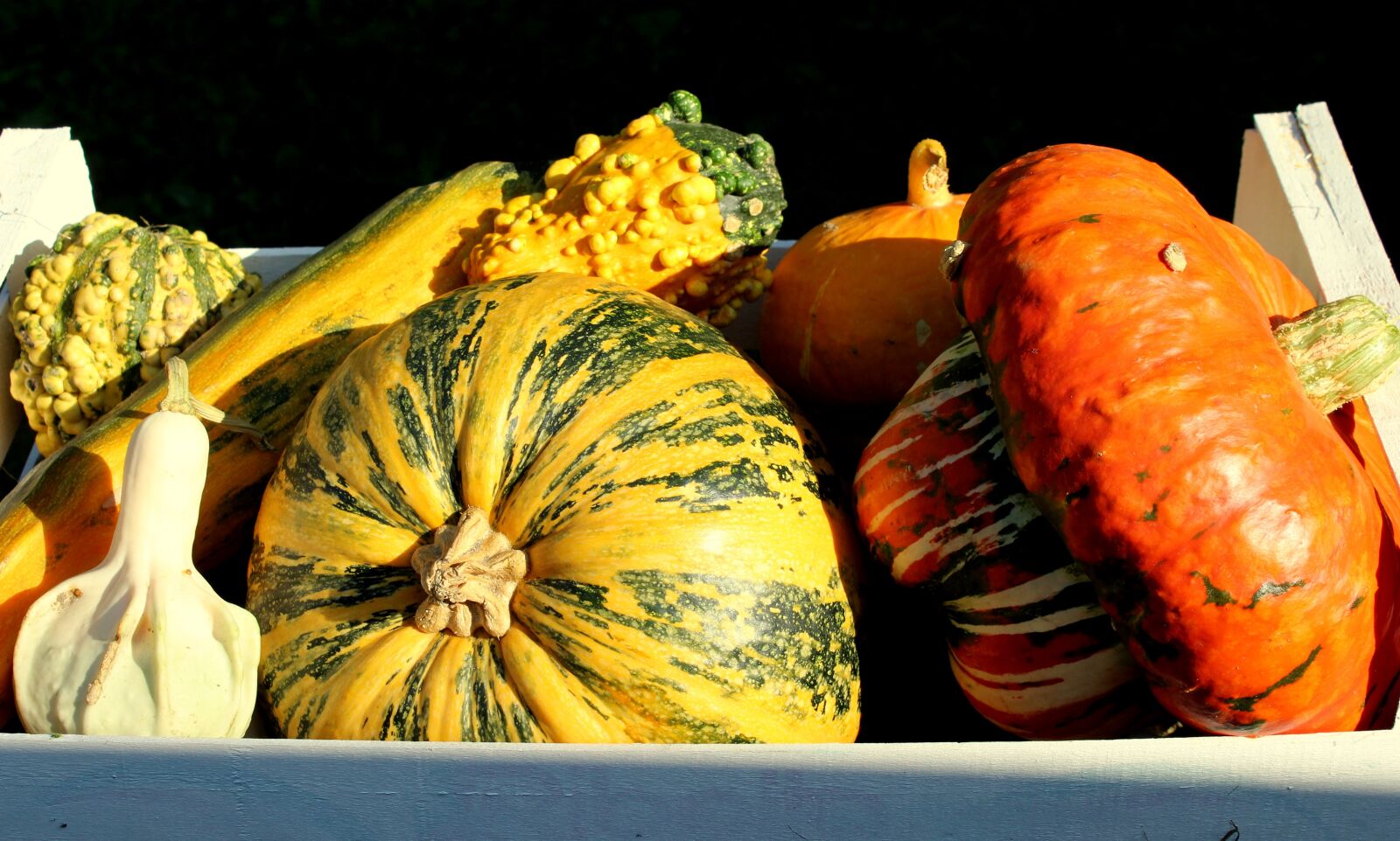 Canon EOS 1200D (EOS Rebel T5 / EOS Kiss X70 / EOS Hi) sample photo. Pumpkins, collections, autumn photography