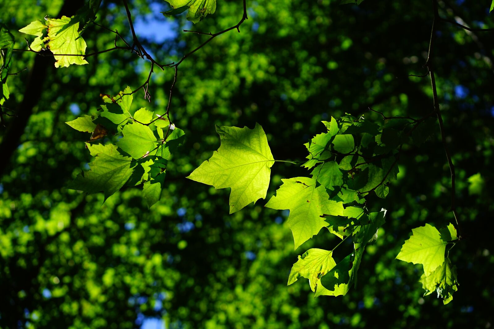 Sony a7 + Sony Sonnar T* FE 55mm F1.8 ZA sample photo. Sycamore, leaves, tree photography