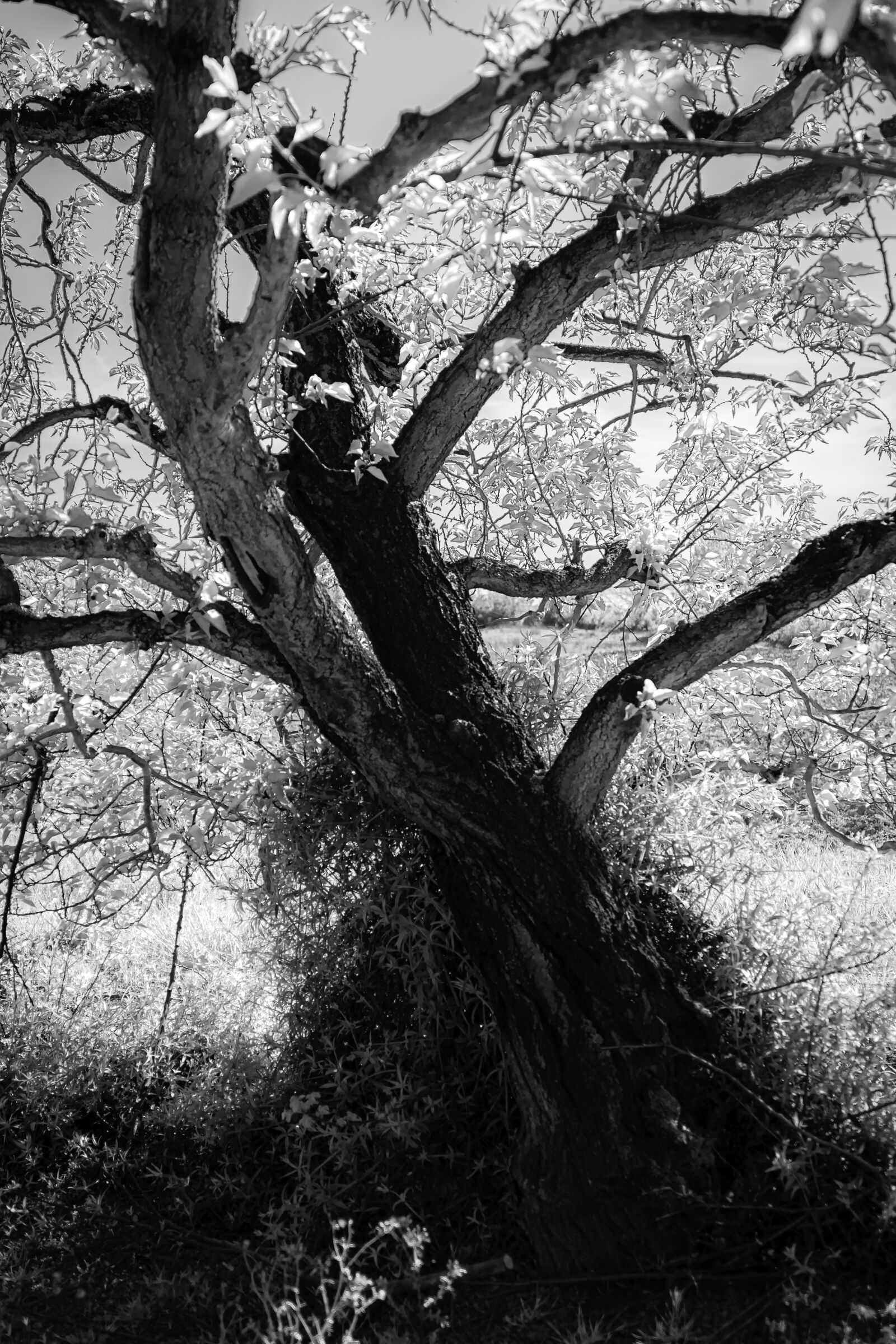 Nikon D7500 sample photo. Tree, nature, landscape photography